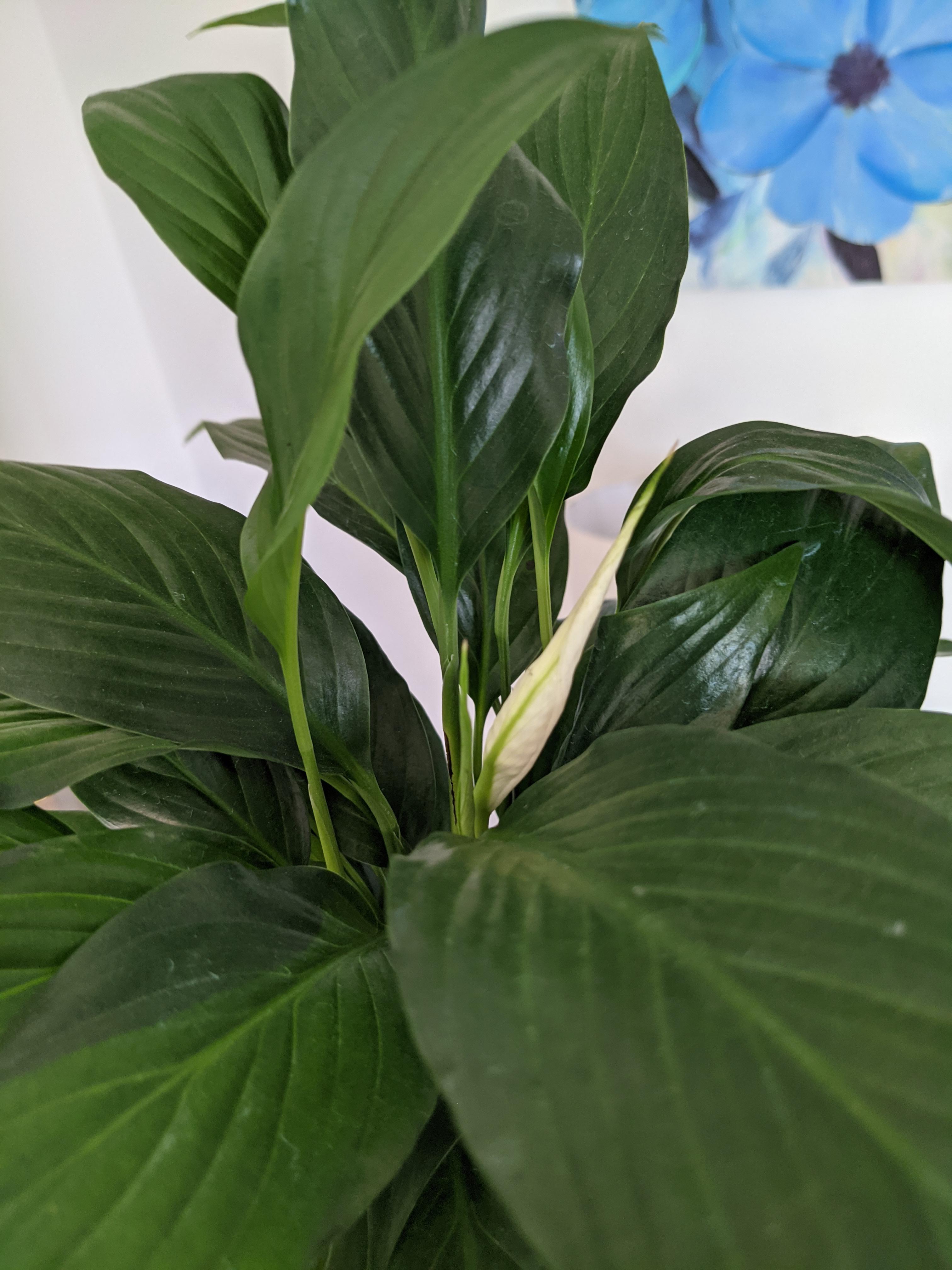 Here comes my peace lily bloom! How long will it stay?