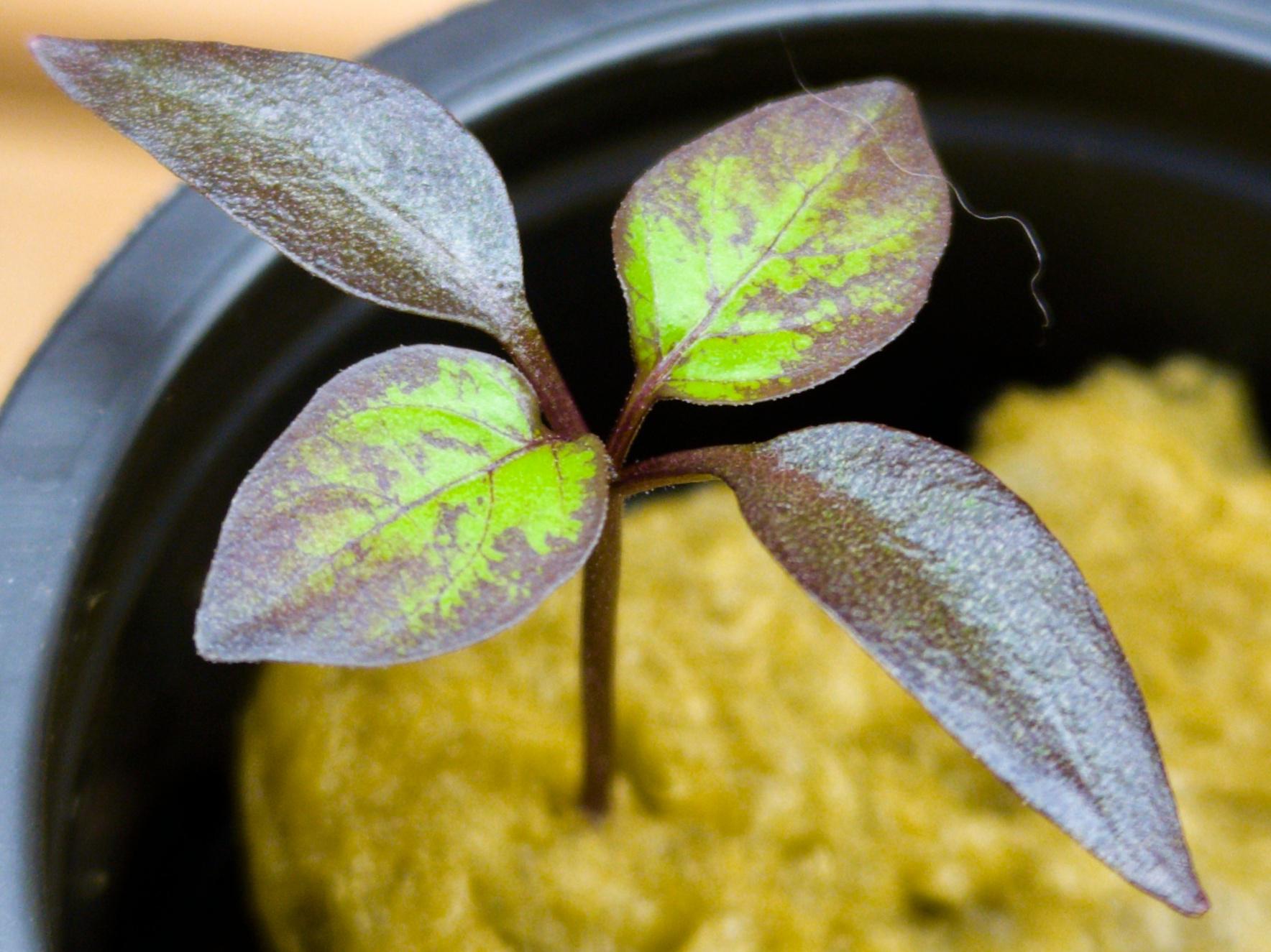 Black pearl is probably the nicest looking pepper plant I grown