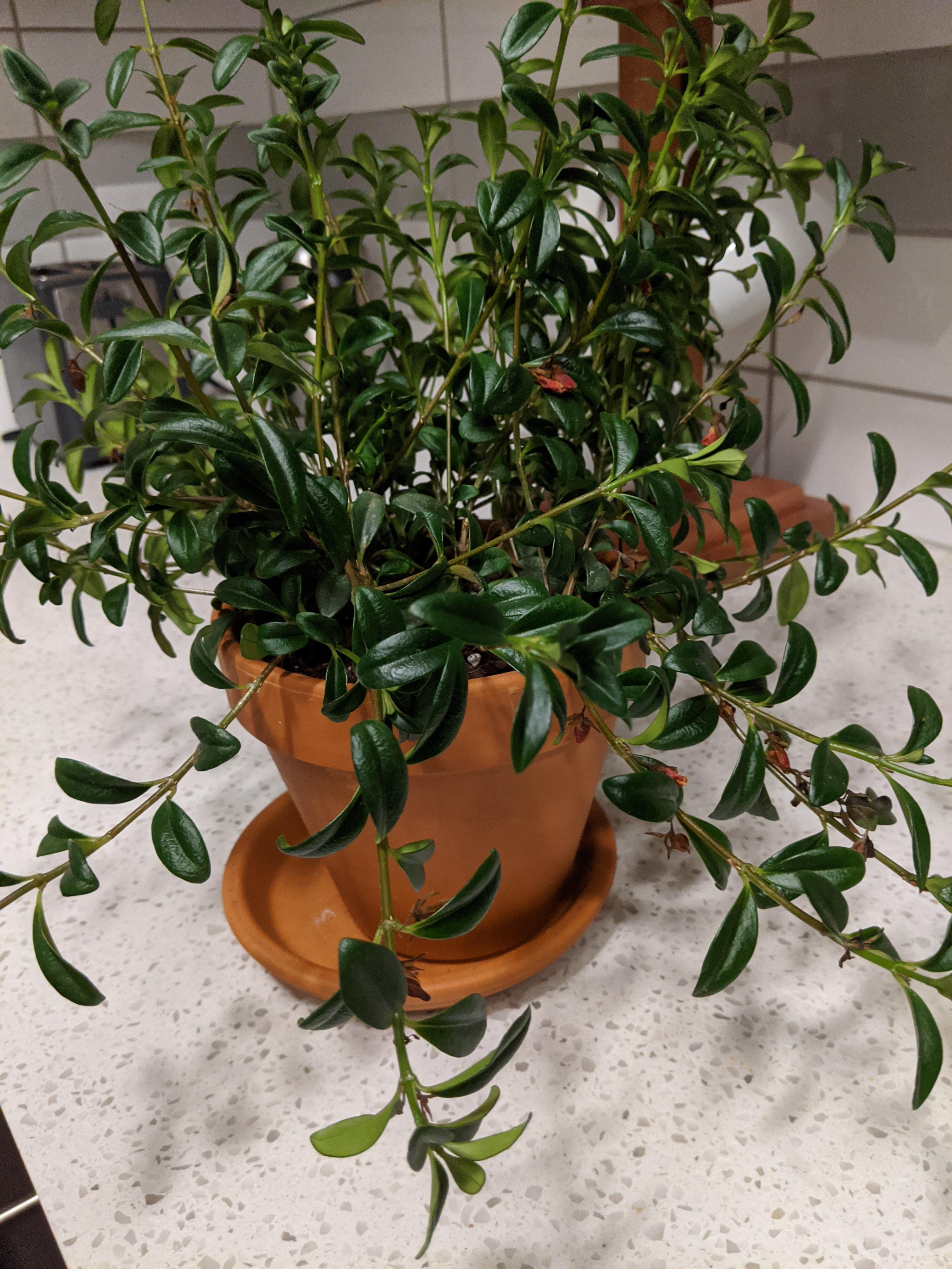 Goldfish plant dying ( I live in a humid area but it's by a north