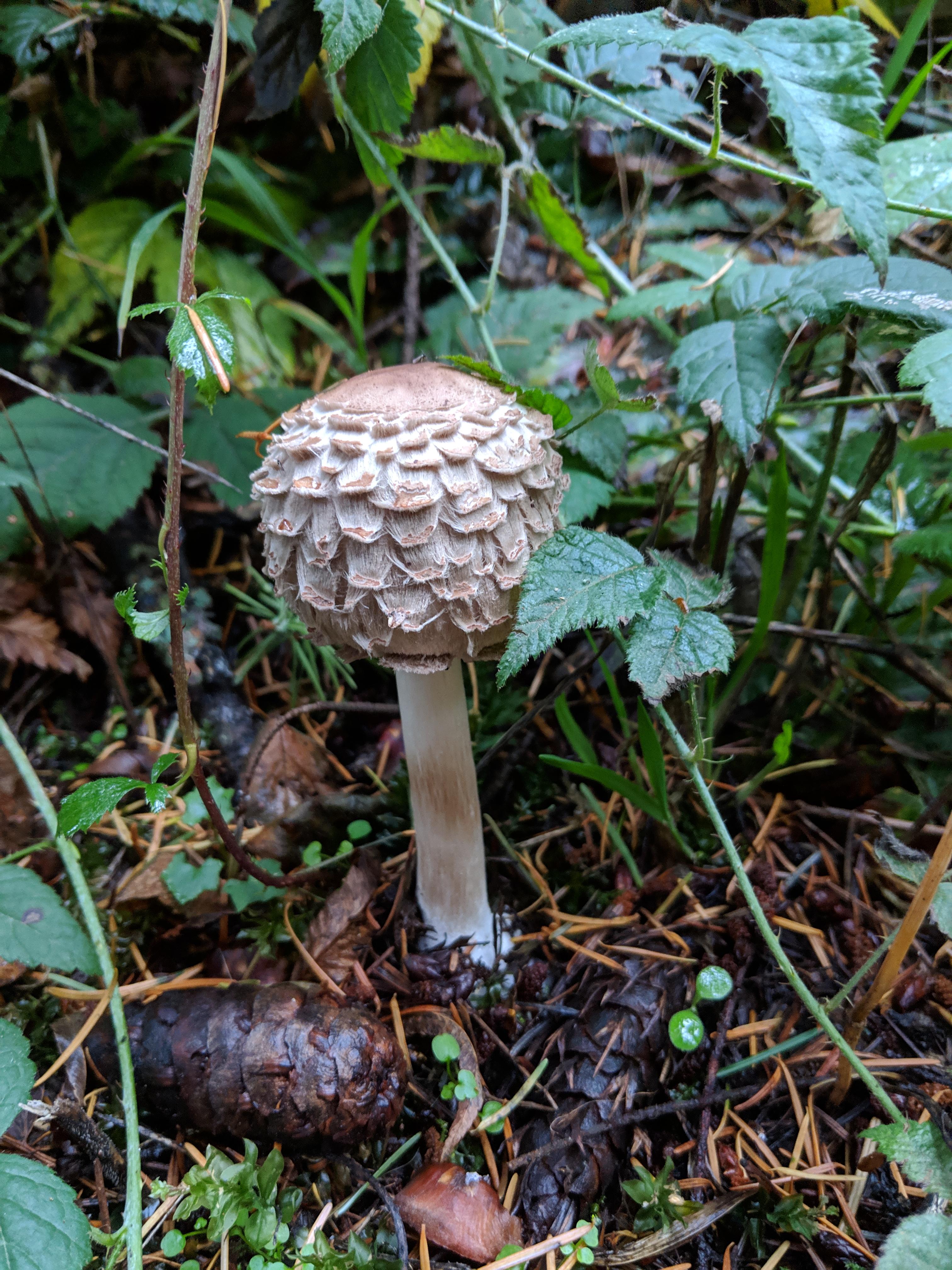 Went on a 10 minute walk in the woods and saw 5 different types of