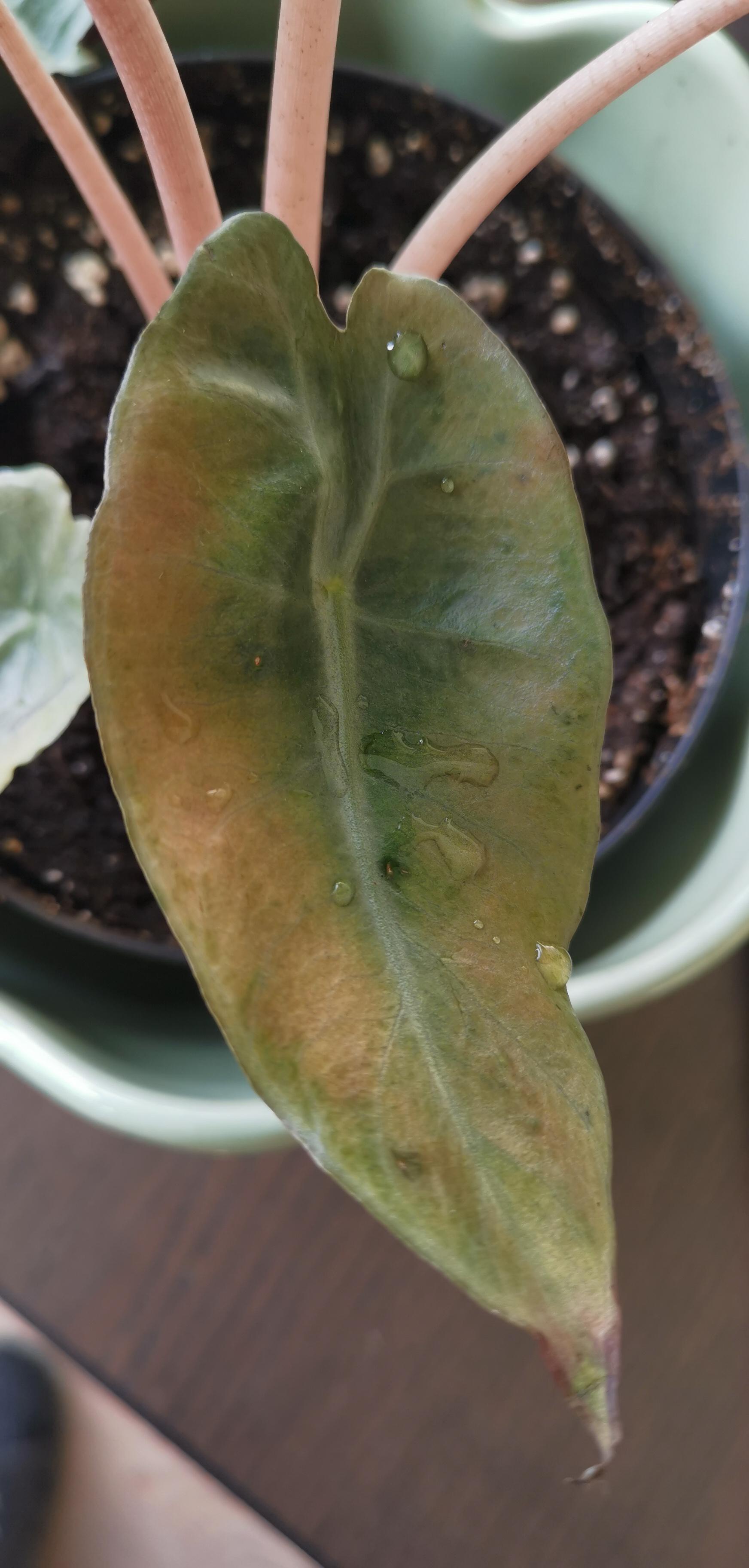 Why my Alocasia pink dragon scale's leaves turning yellow? 3 our of 7 leaves looks like this. I