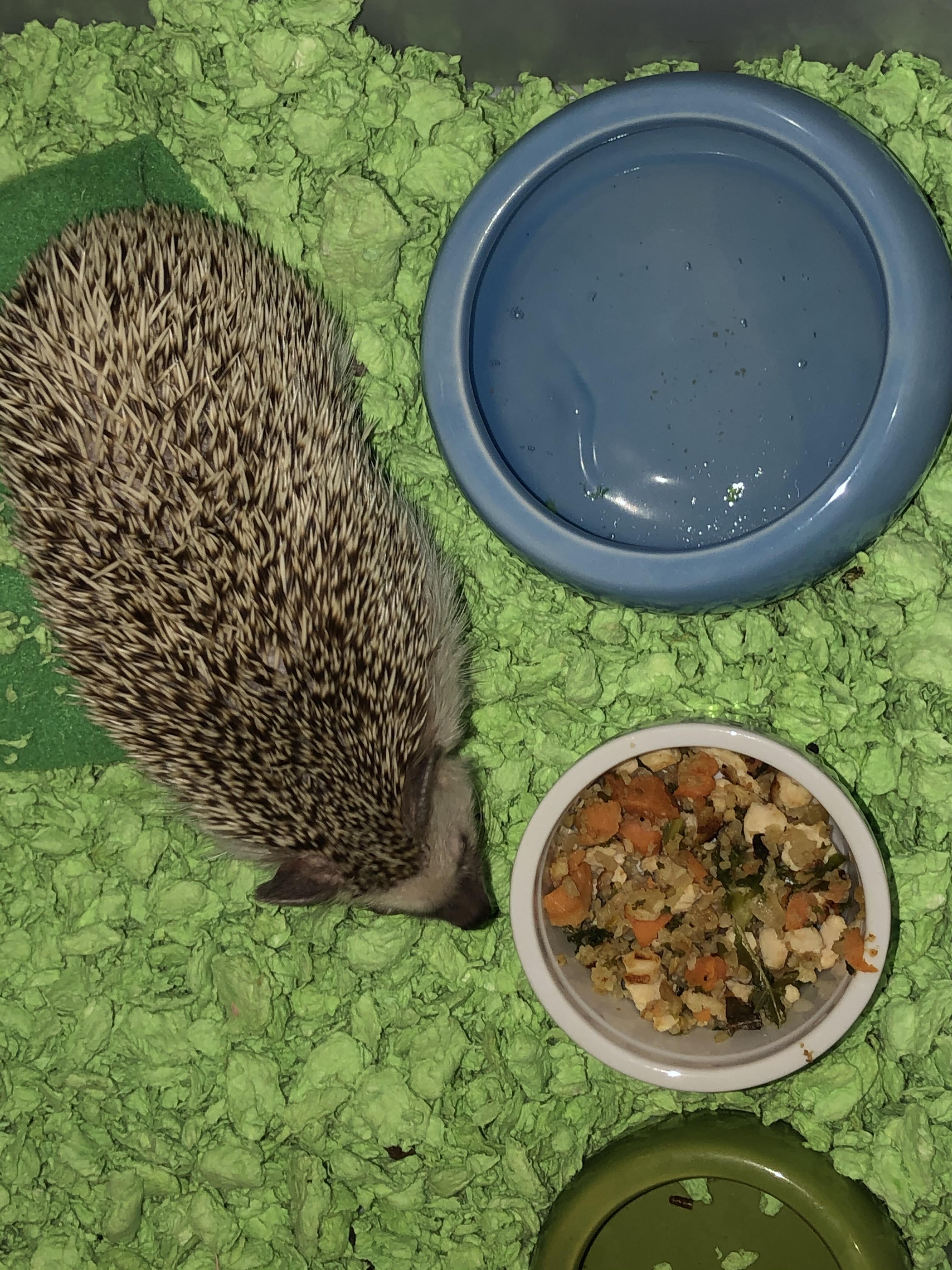 Chicken, cauliflower, kale, and sweet potato! Mmmm! r/Hedgehog