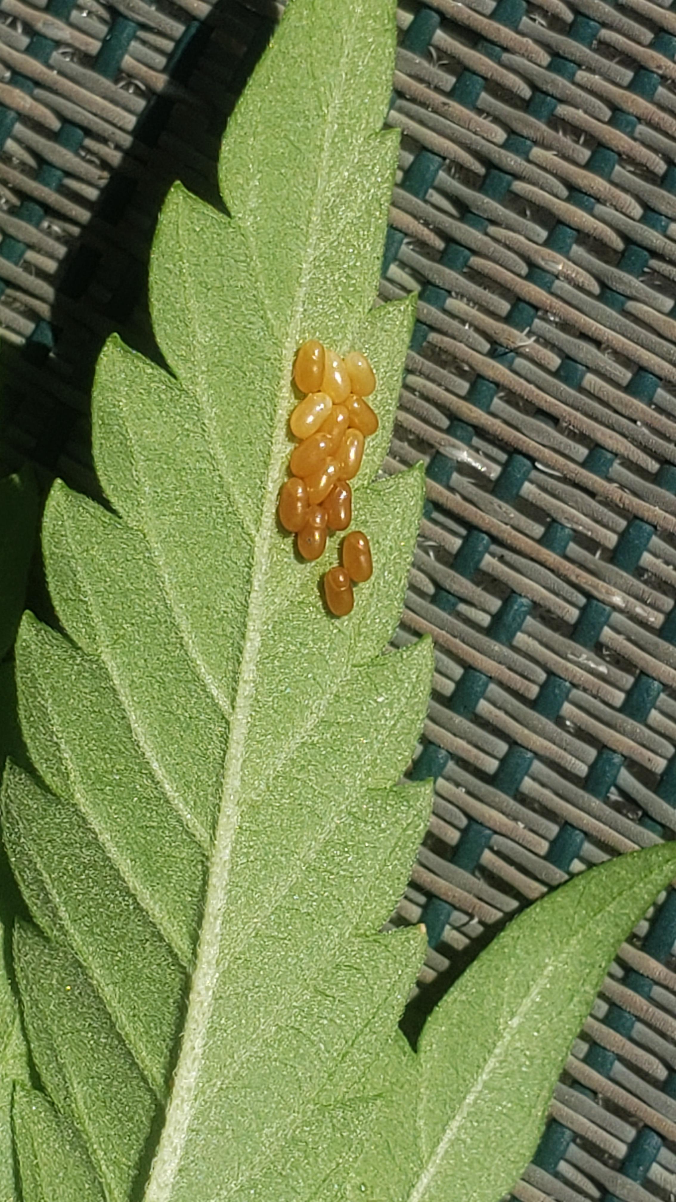 Found these on one of my leaves. Does anybody know what type of eggs