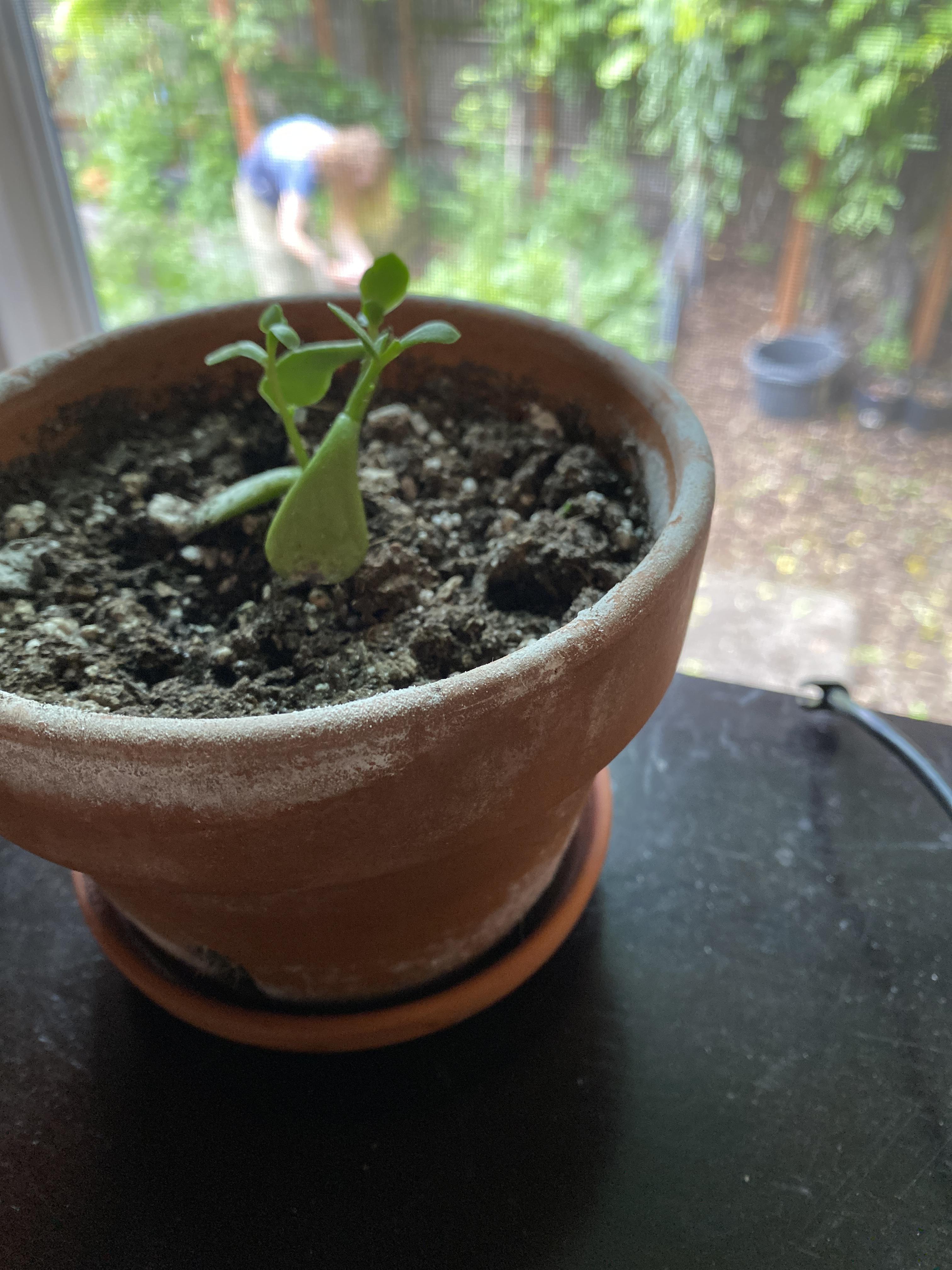 Can anyone tell me why this powdery mold grows on my terra cotta pots