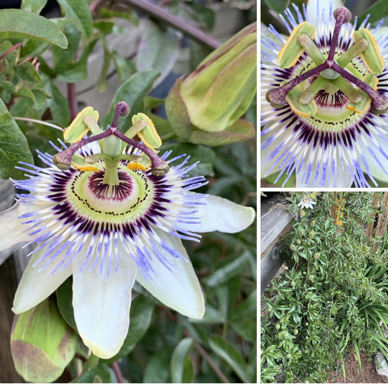 This Passion flower I planted 3 years ago just started its blooming