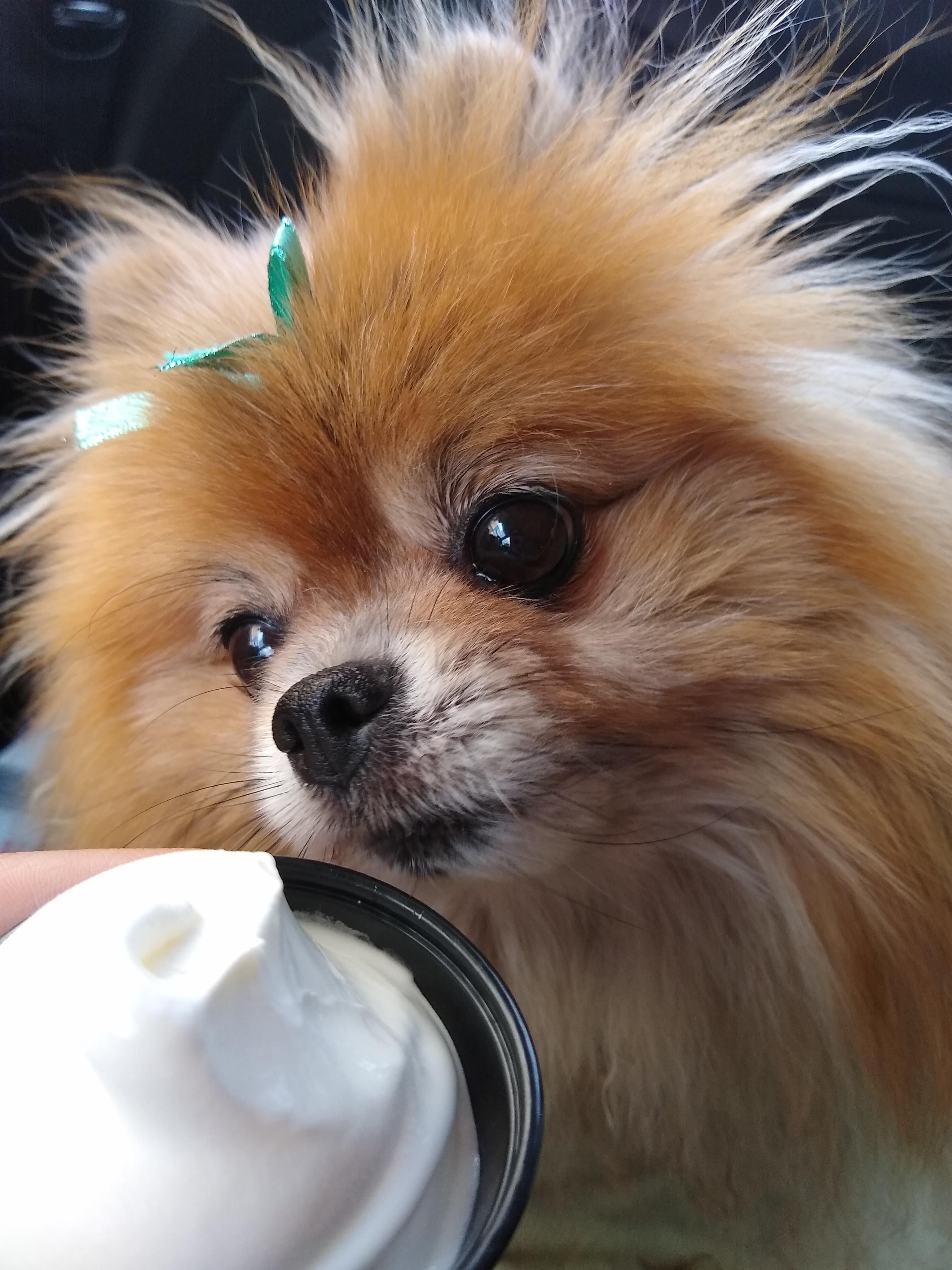 Rumples got a pup cup from Dairy Queen. 🍦 r/Pomeranians