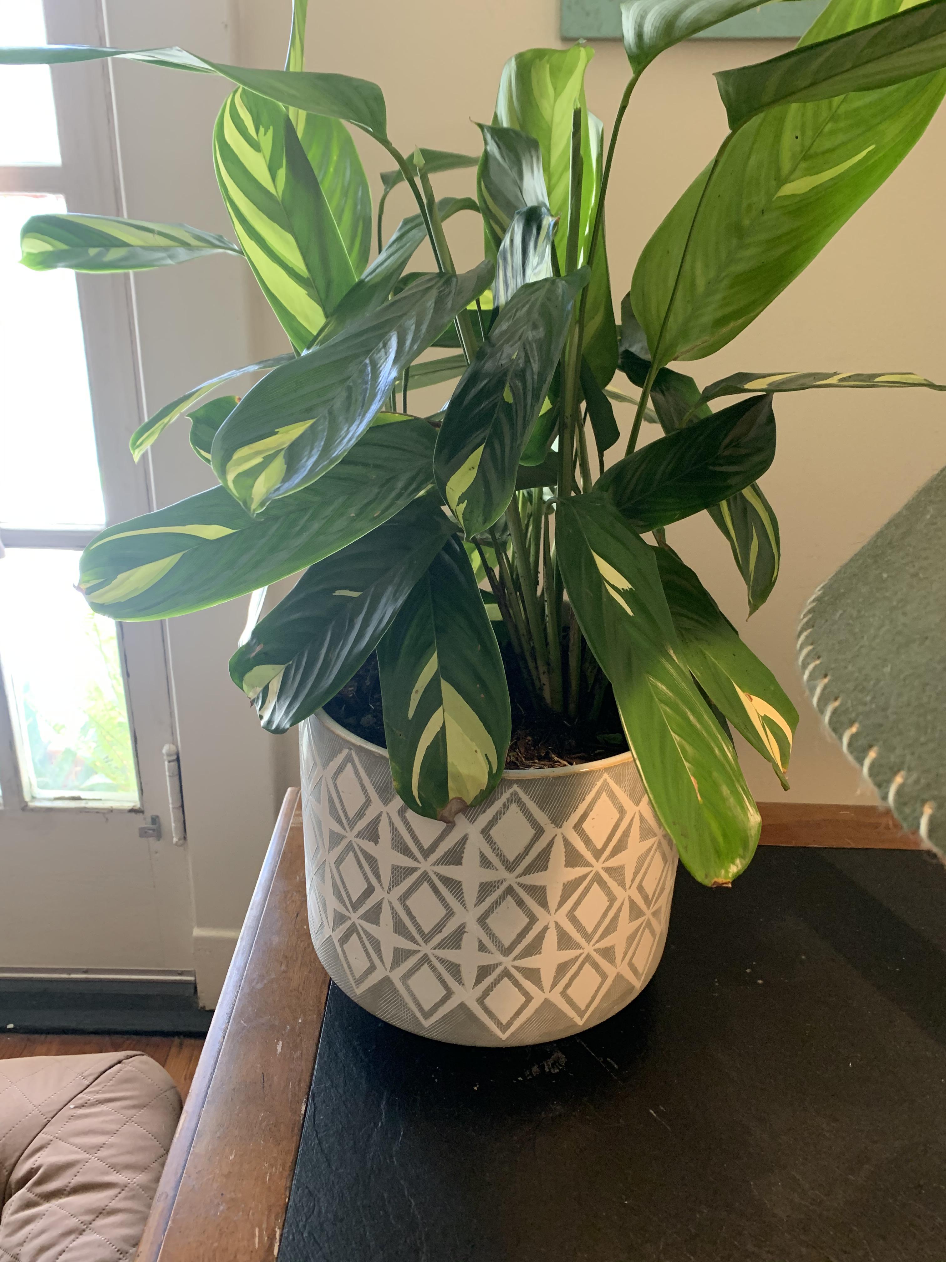 Found this at Winn Dixie and accidentally threw the label away, ID this