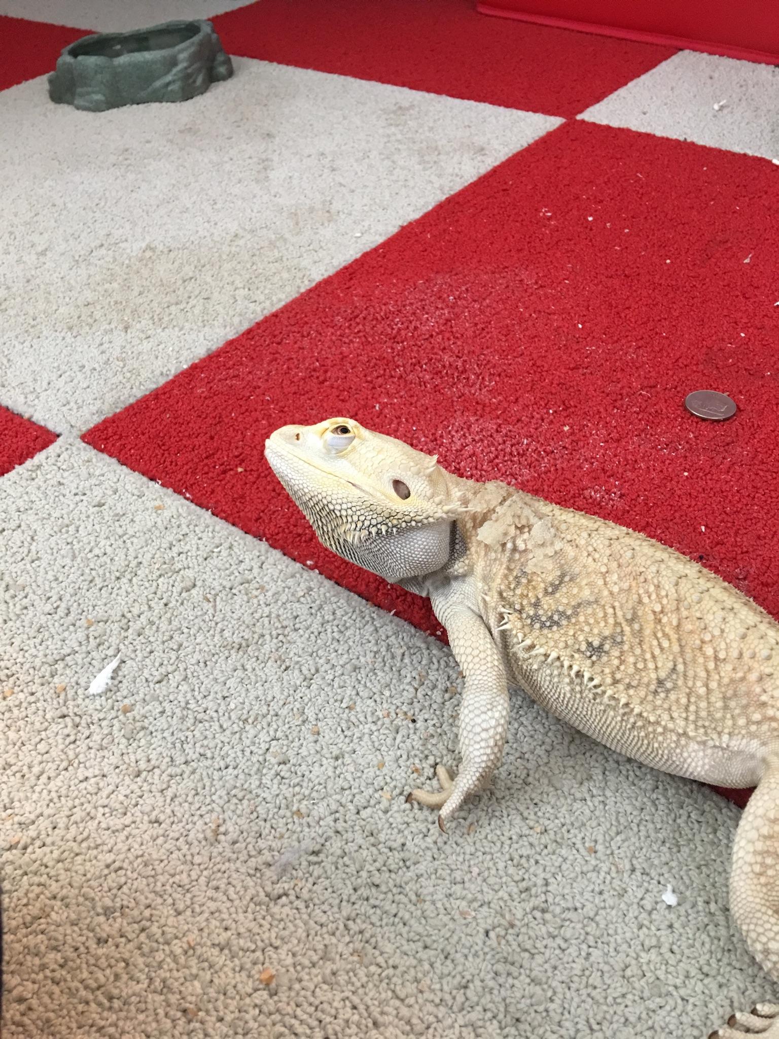 The legendary glare of a bearded dragon. Ultimate stink eye. r