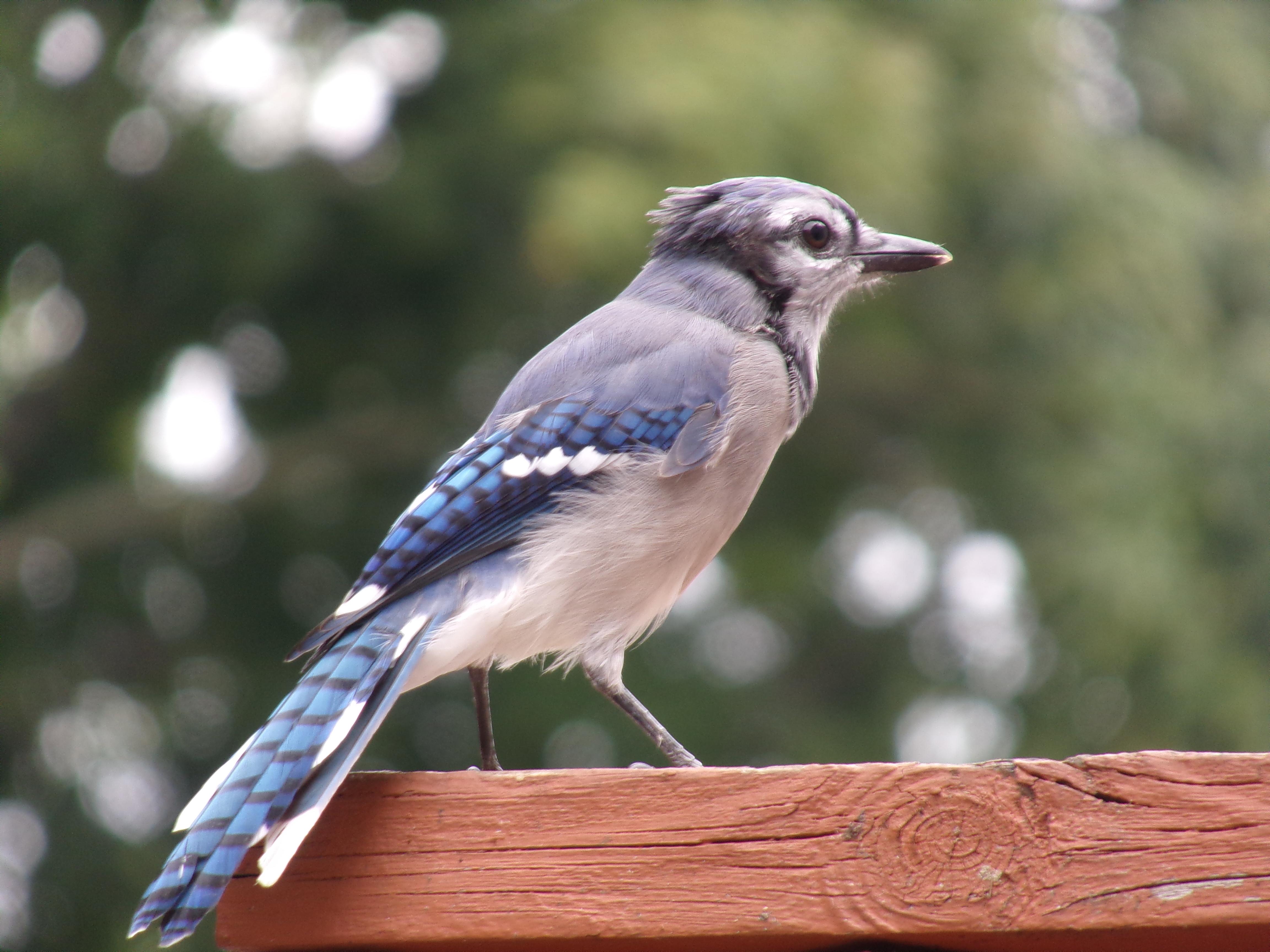 Blue jays have brown eyes r/mildlyinteresting