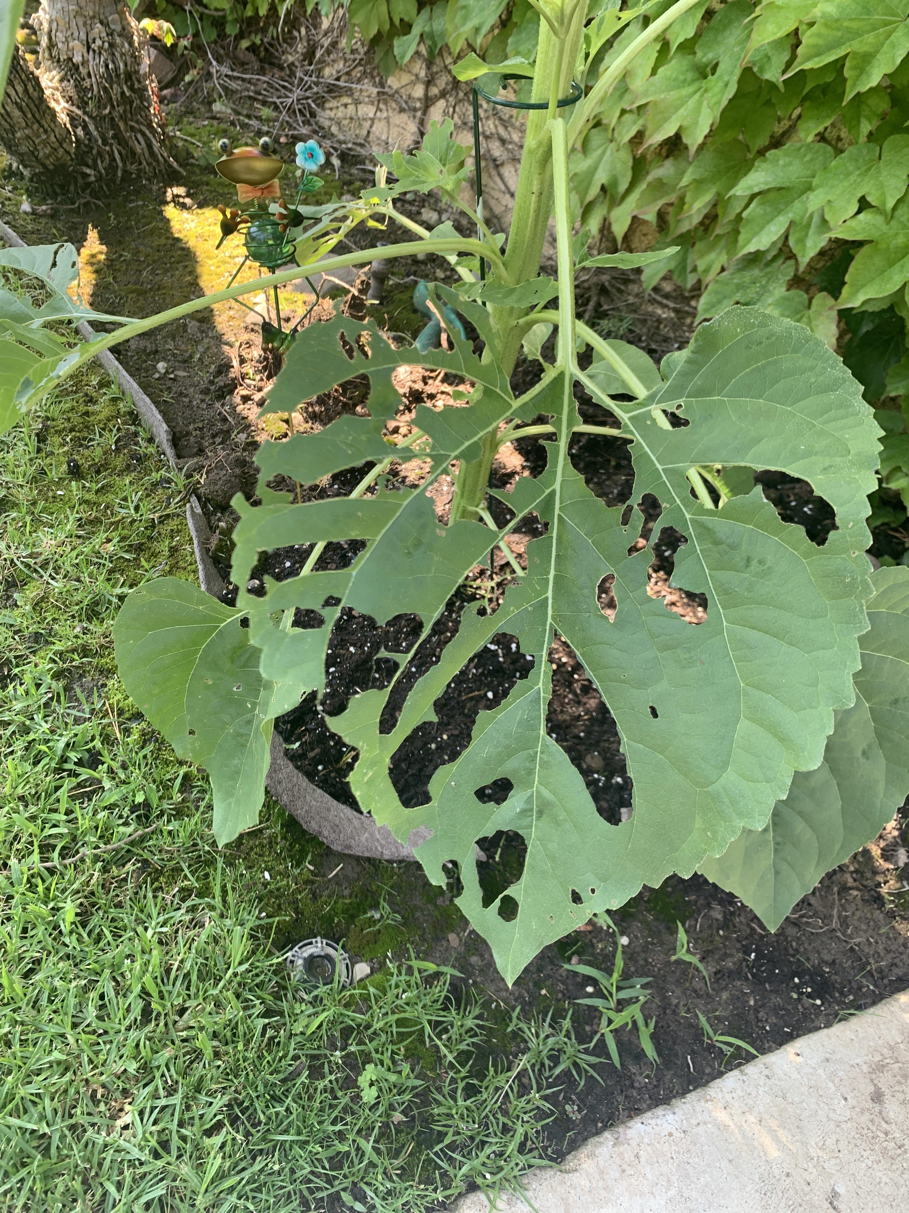Any idea what’s eating my sunflowers/how to stop it? r/gardening
