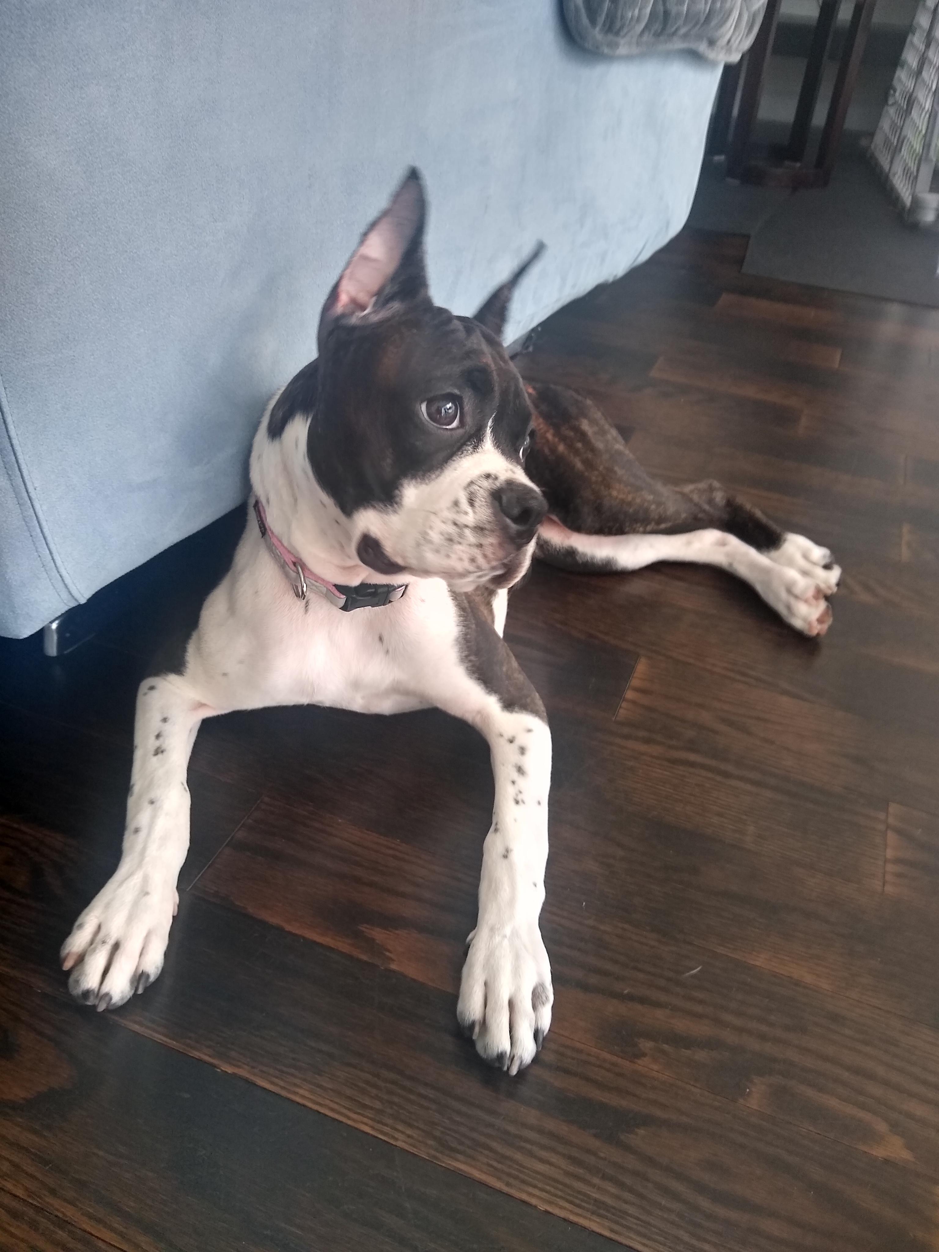 My mom found a mini boxer breeder online in Montana and ordered Molly