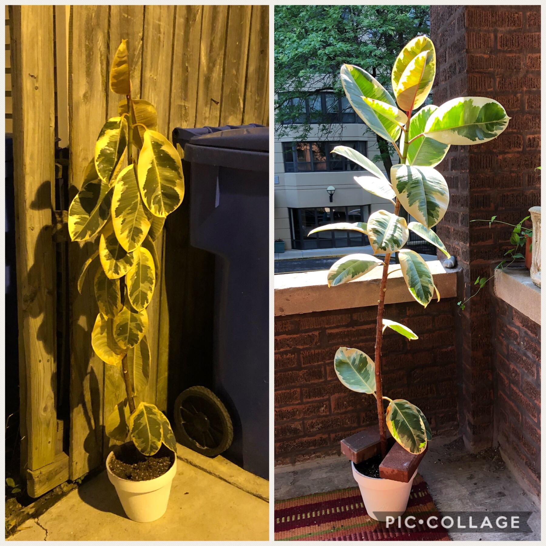 Do plants count? 5 days after I found it in the trash this beaut is