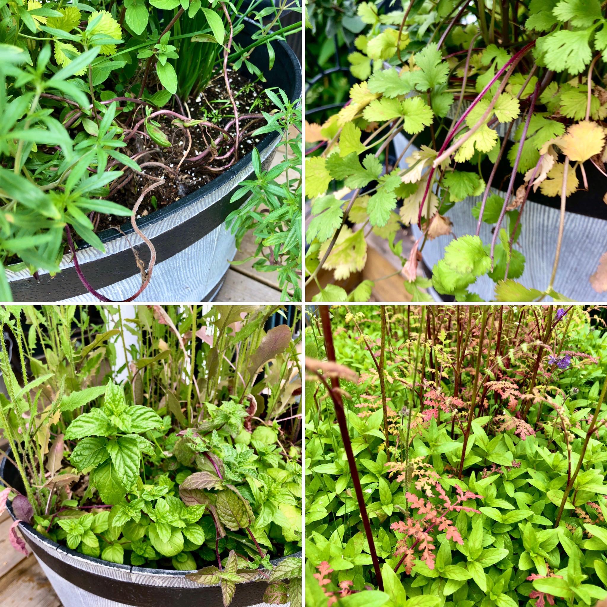 Help! Why are my outdoor plants leaves and/or stems turning purple? All