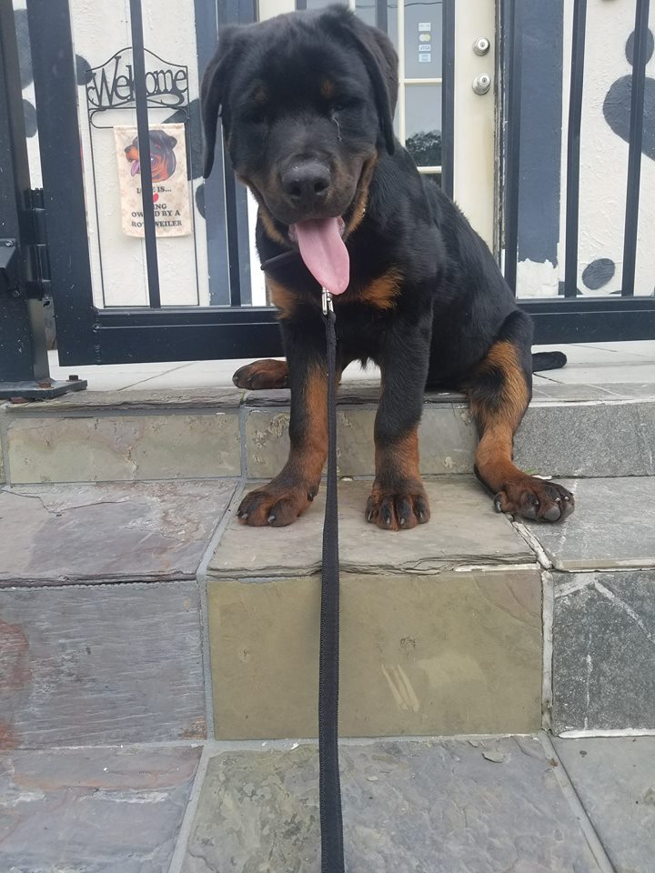 Want to be this little guy's hero? He needs an MRI to figure out why he