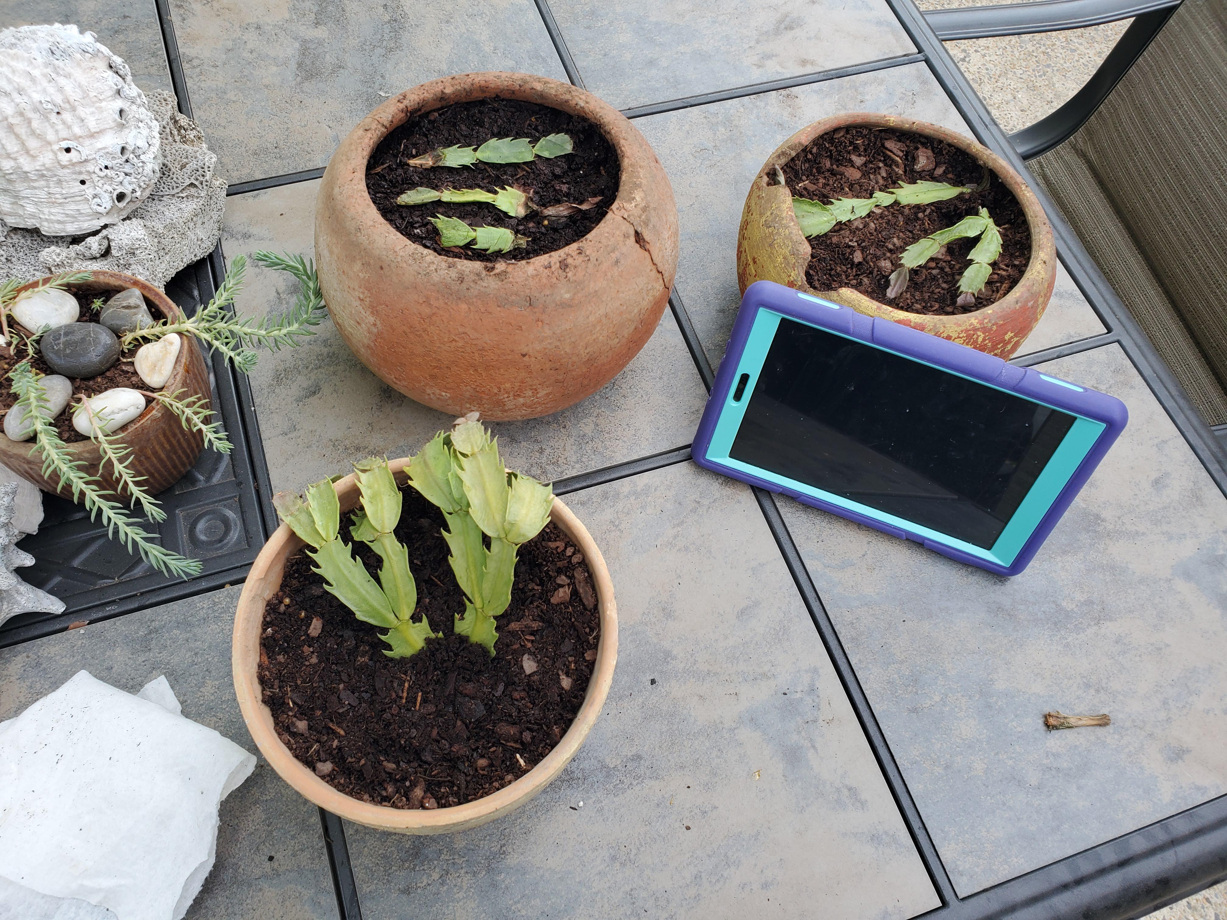 Christmas Cactus Clipping My awesome grandmother gave me these clippings from her Christmas