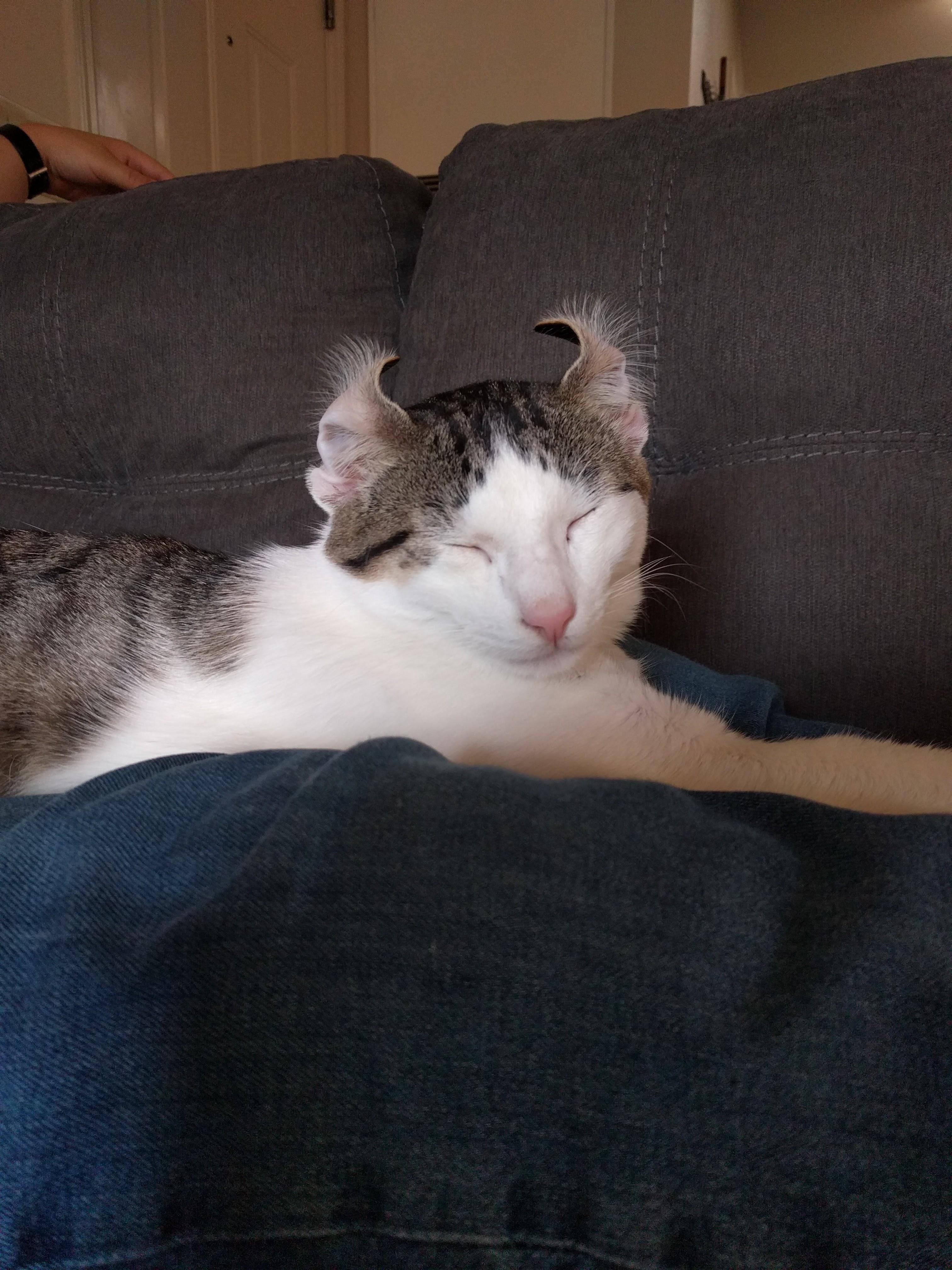 Cat "No, mom, you can't trim my ear hairs because they look fabulous