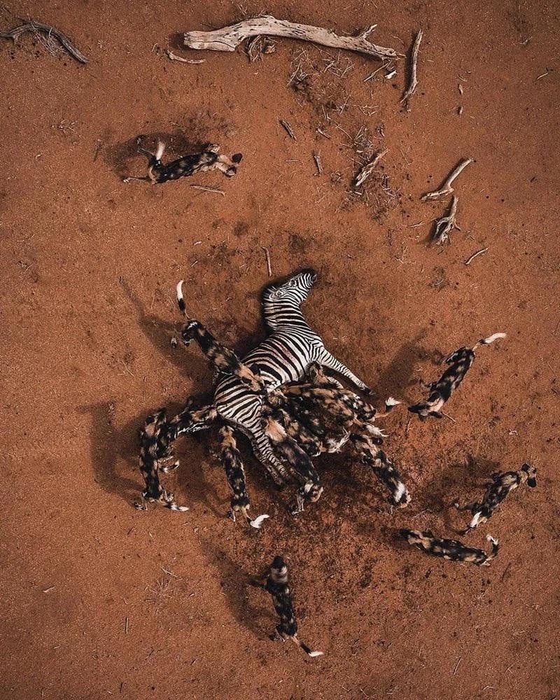 African Wild dogs feasting on a zebra r/natureismetal