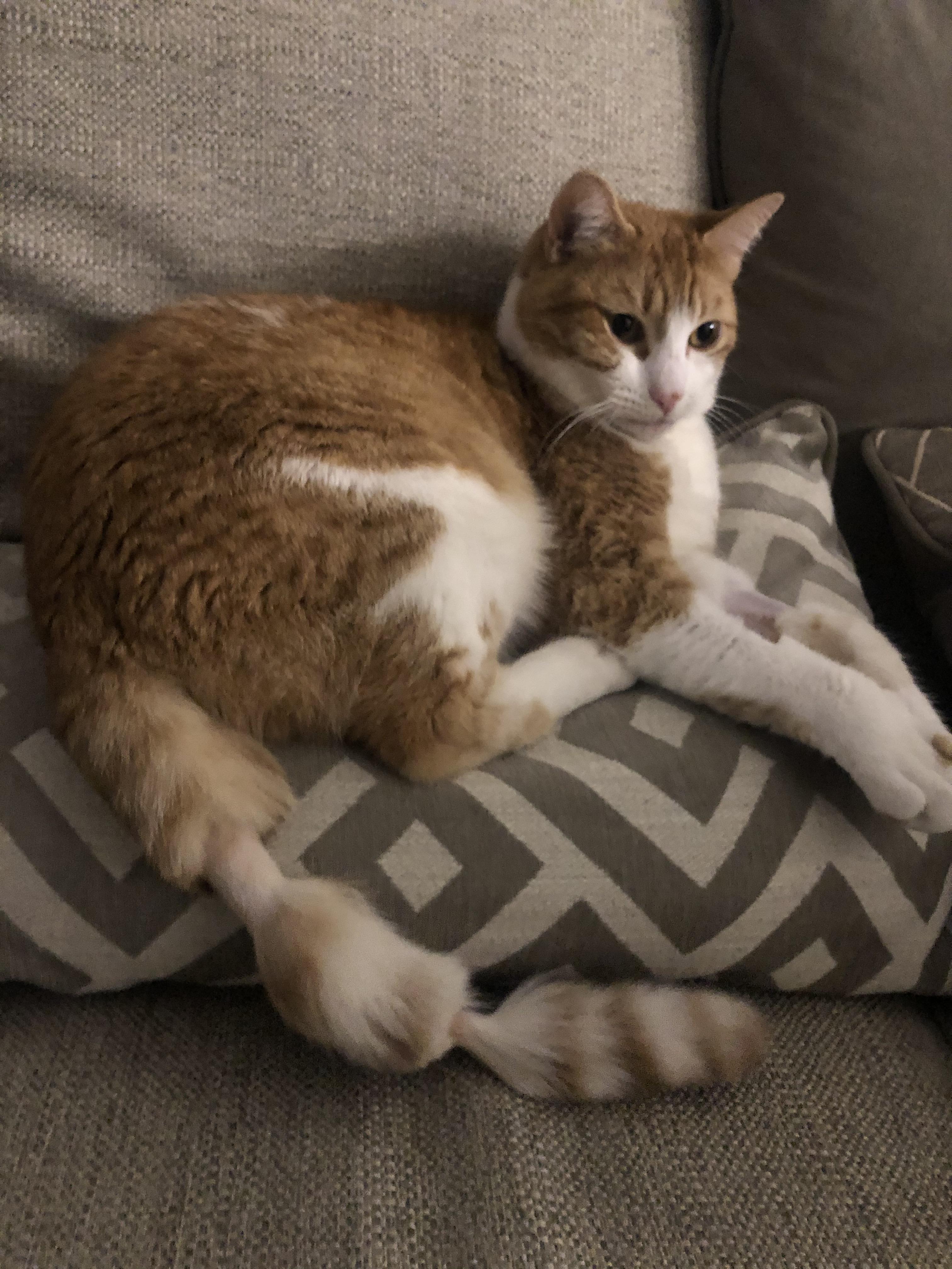 Picked up my cat, Flapjack, from the vet and . . . r/cats