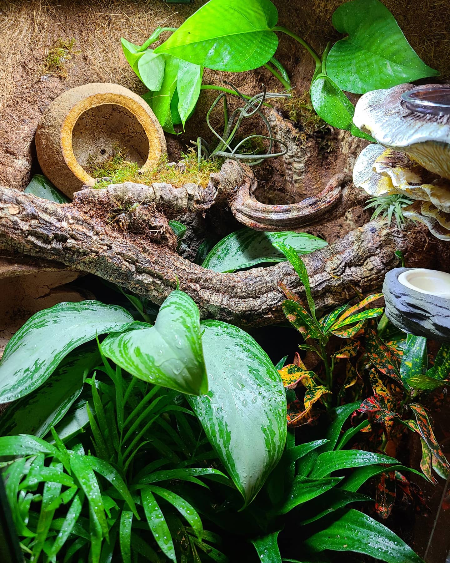 Bioactive Substrate Recipe for Crested Geckos bioactive