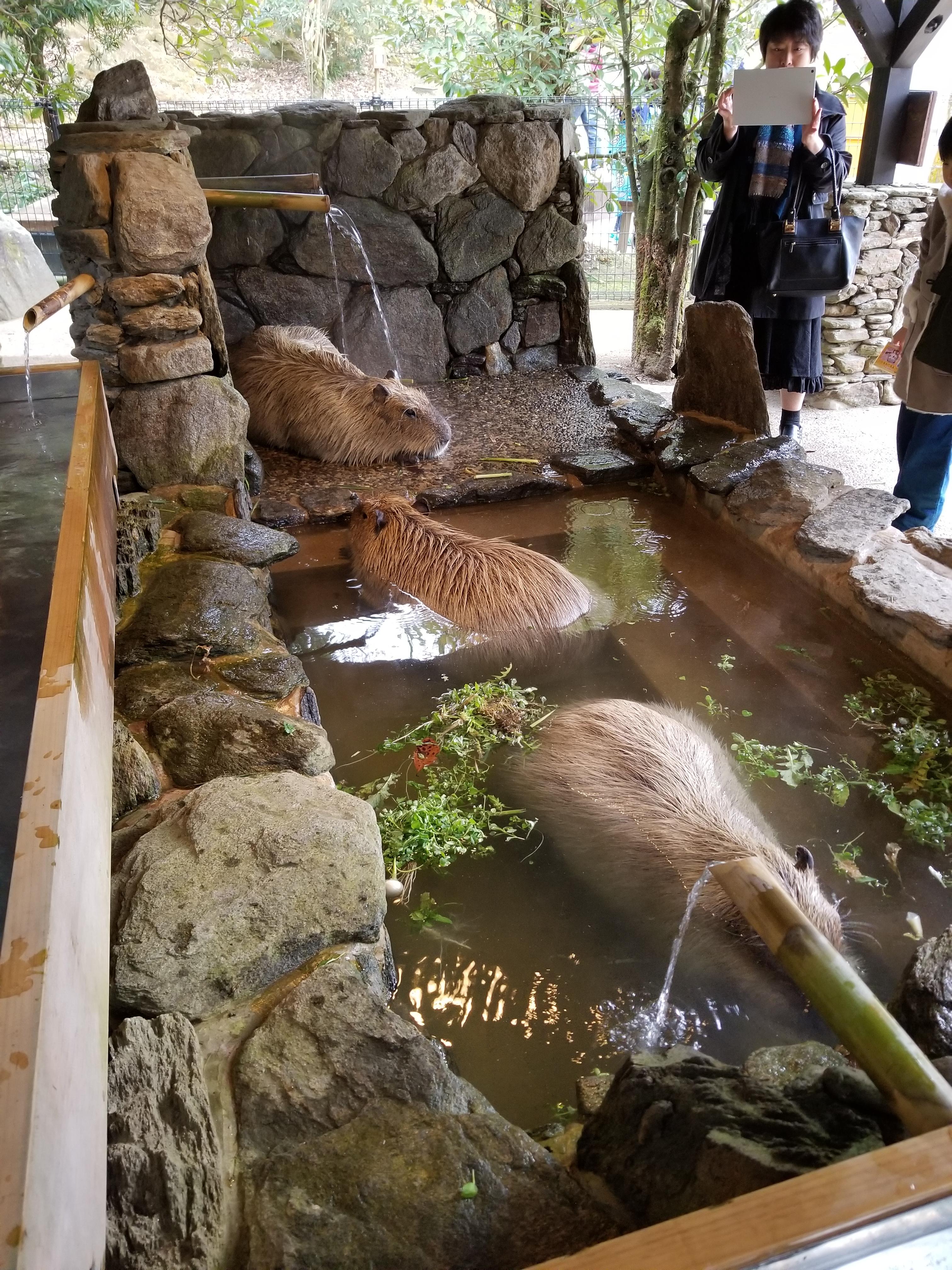 Capybaras in their hot bath in Japan's Nagasaki BioPark r/aww