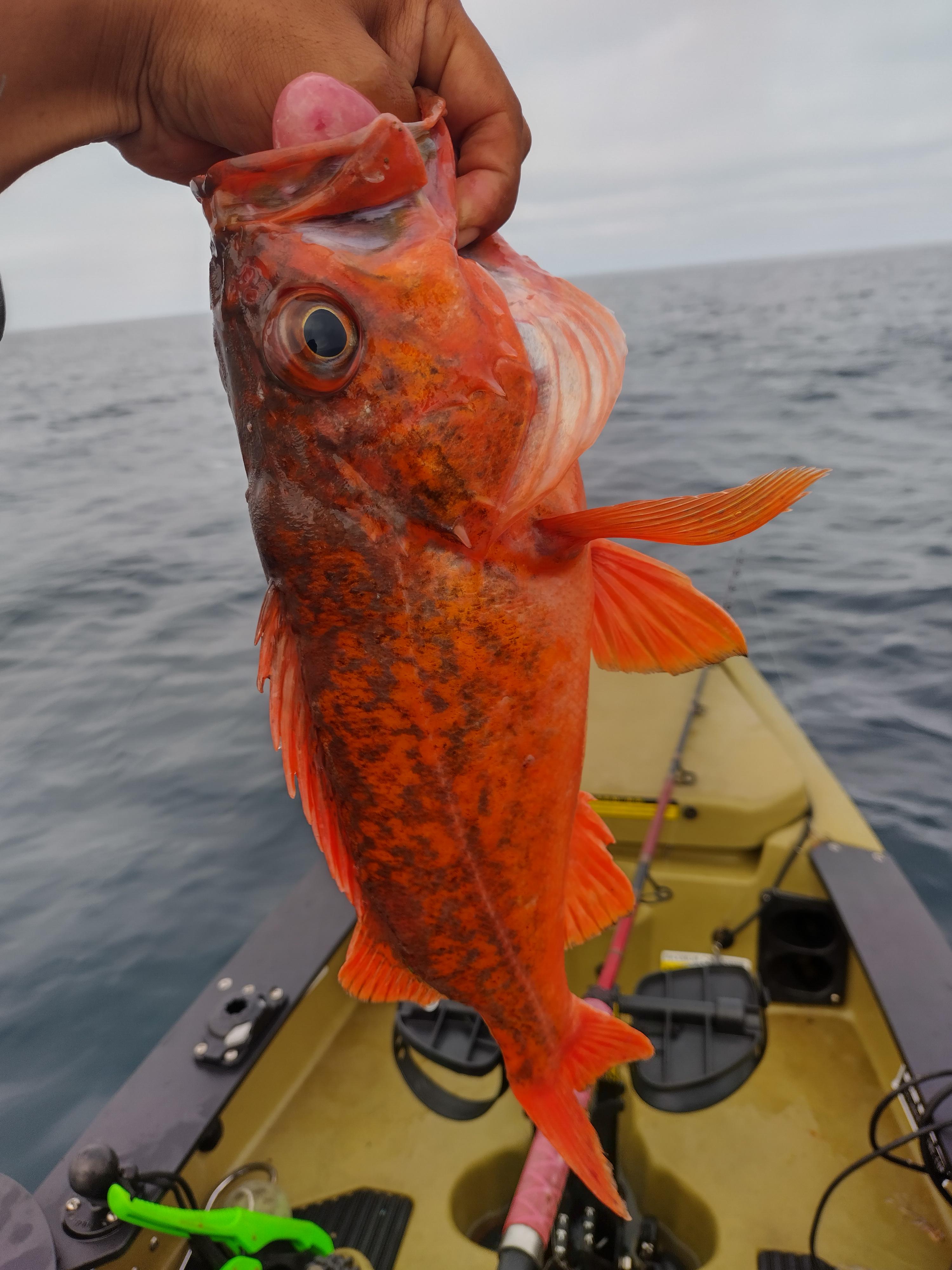 Vermillion Rockfish, La Jolla CA kayakfishing