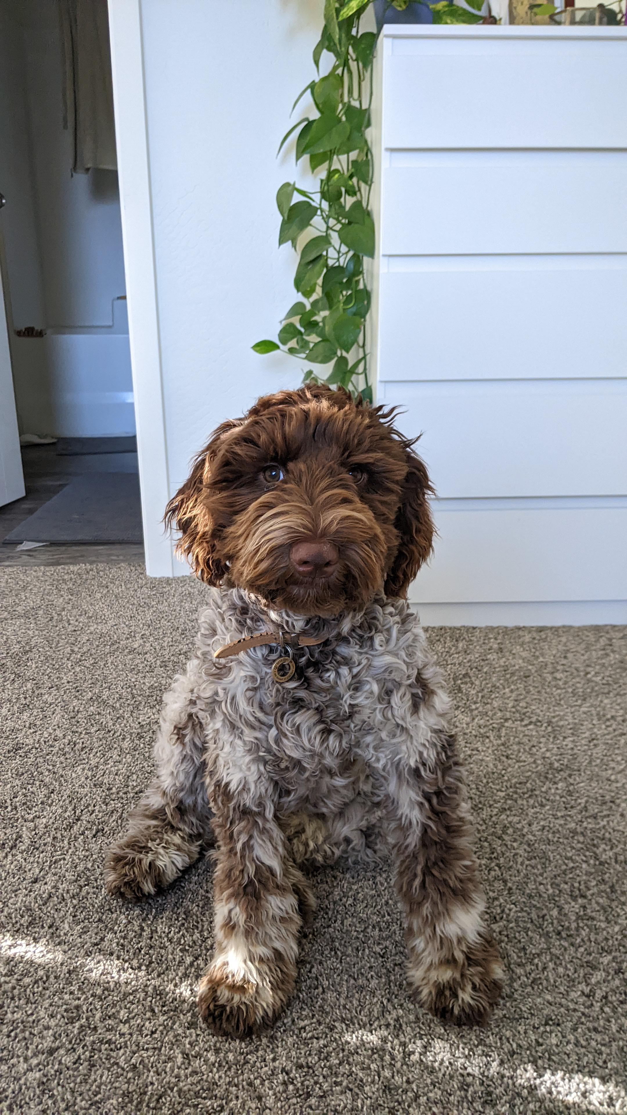 Can 3 Year Old Dogs Be Trained