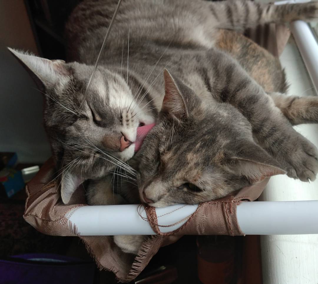 Adopting littermates was one of the best decisions we ever made r/cats