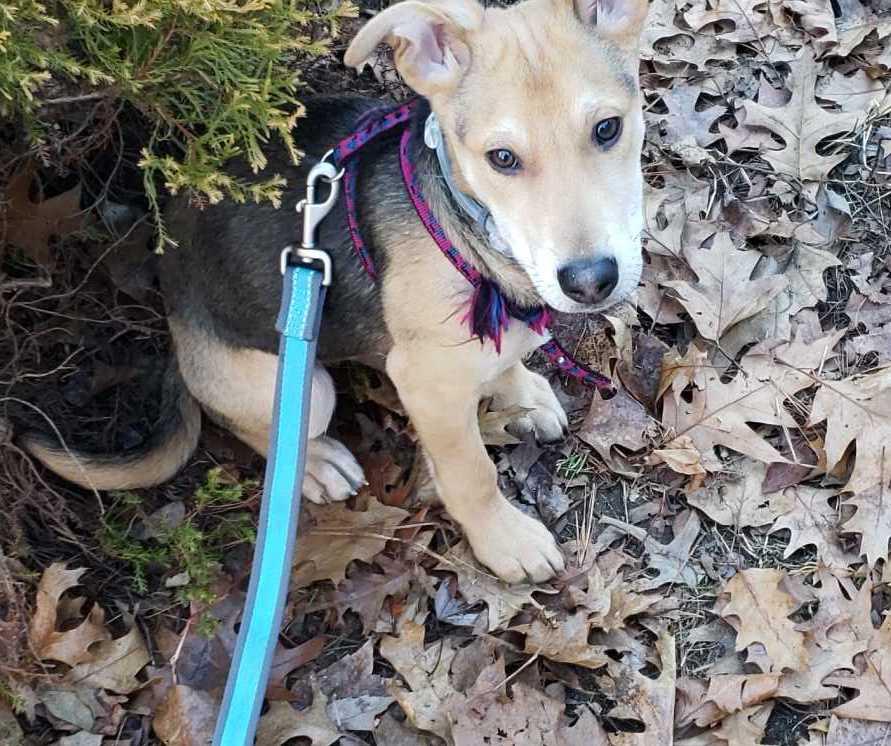 Lost Dog Last Seen Riverside Park at 115st nyc