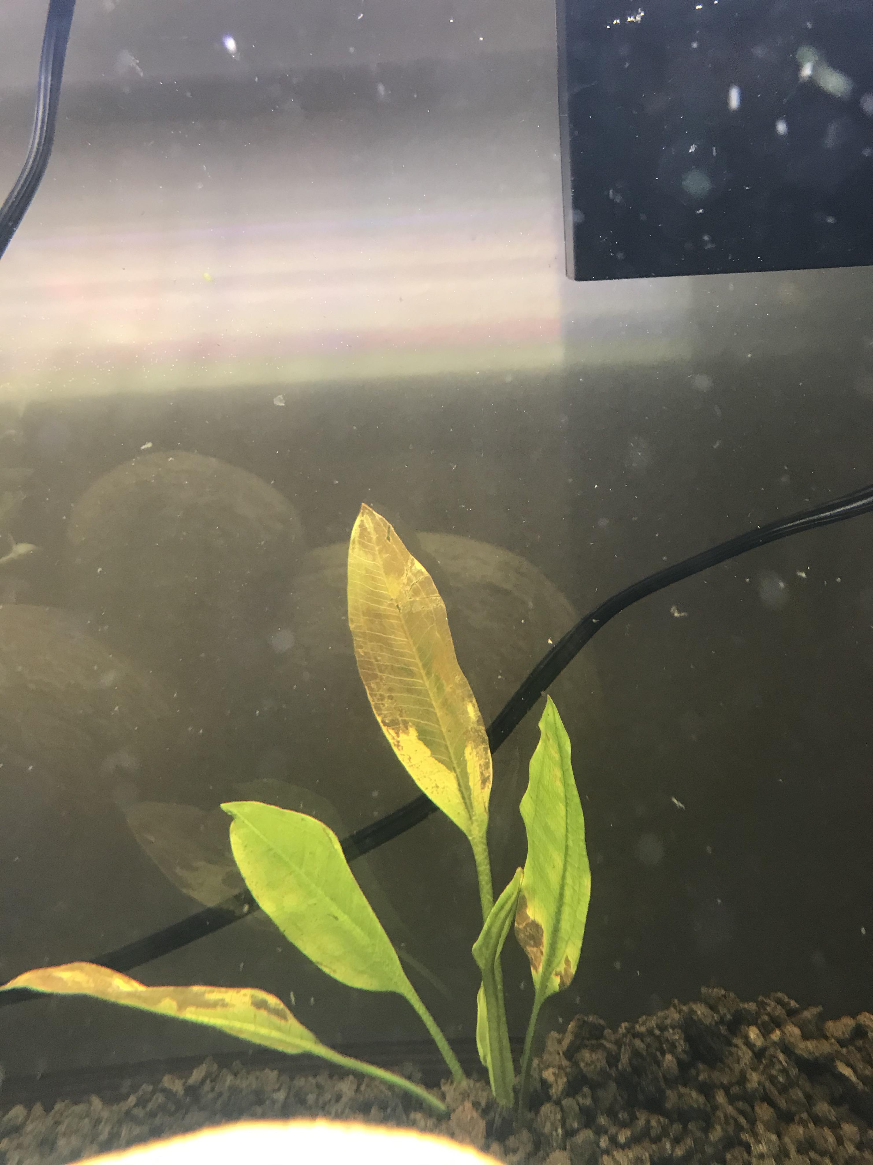 Am I doing something wrong my amazon sword? I planted about a week ago