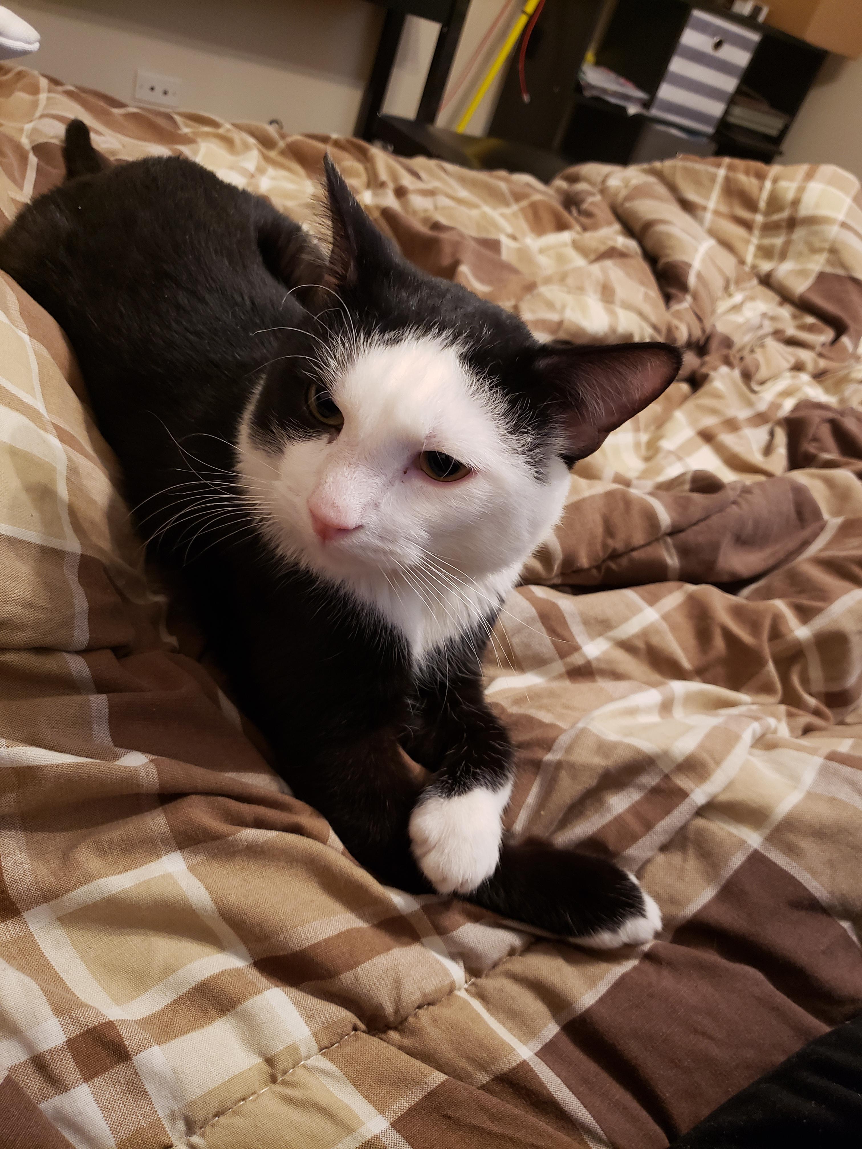 Cat with deformed paw dragging litter EVERYWHERE!!! I just adopted him