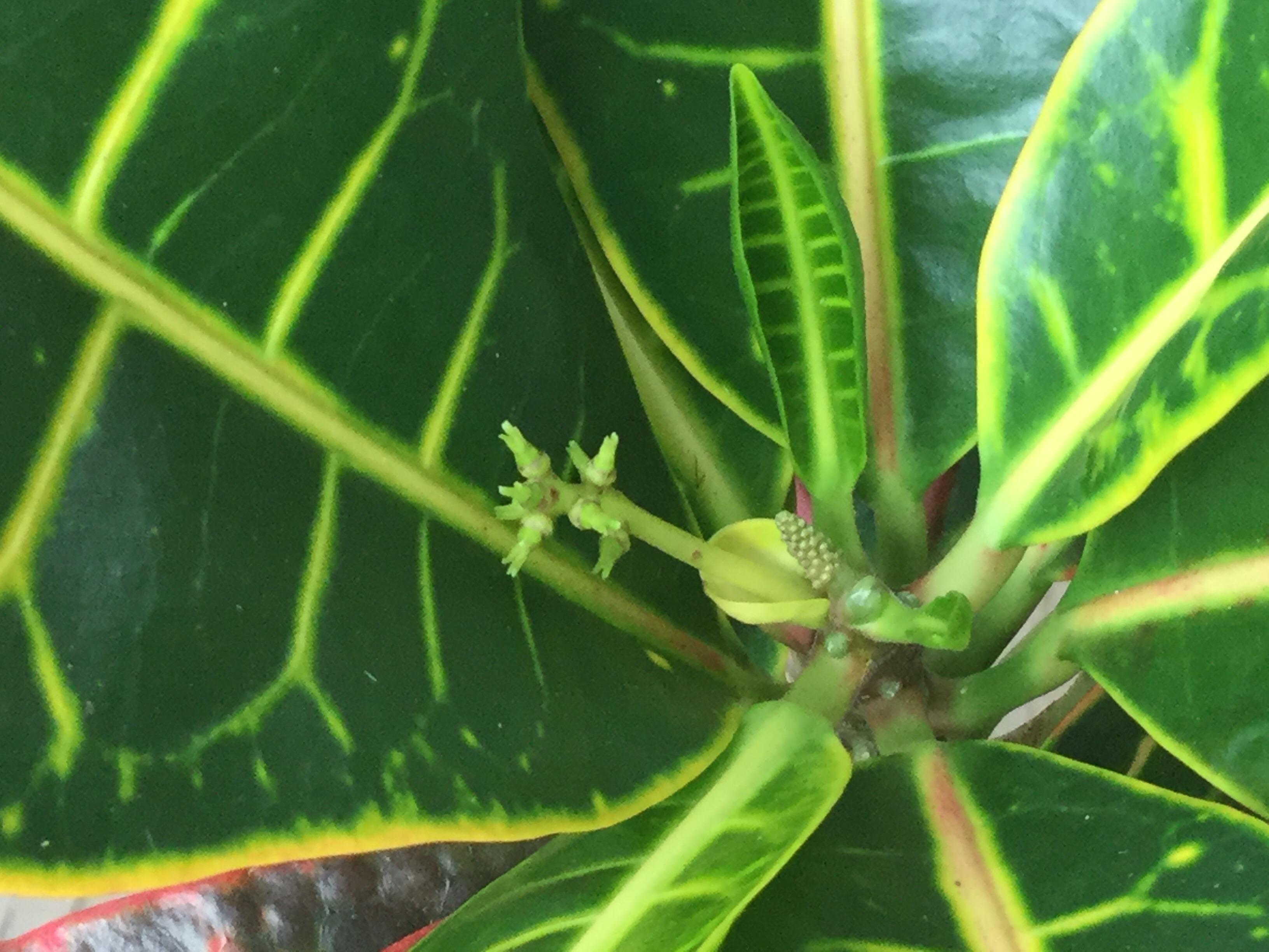 New growth on Croton! Is it blooming? Can I propagate from this? r/houseplants