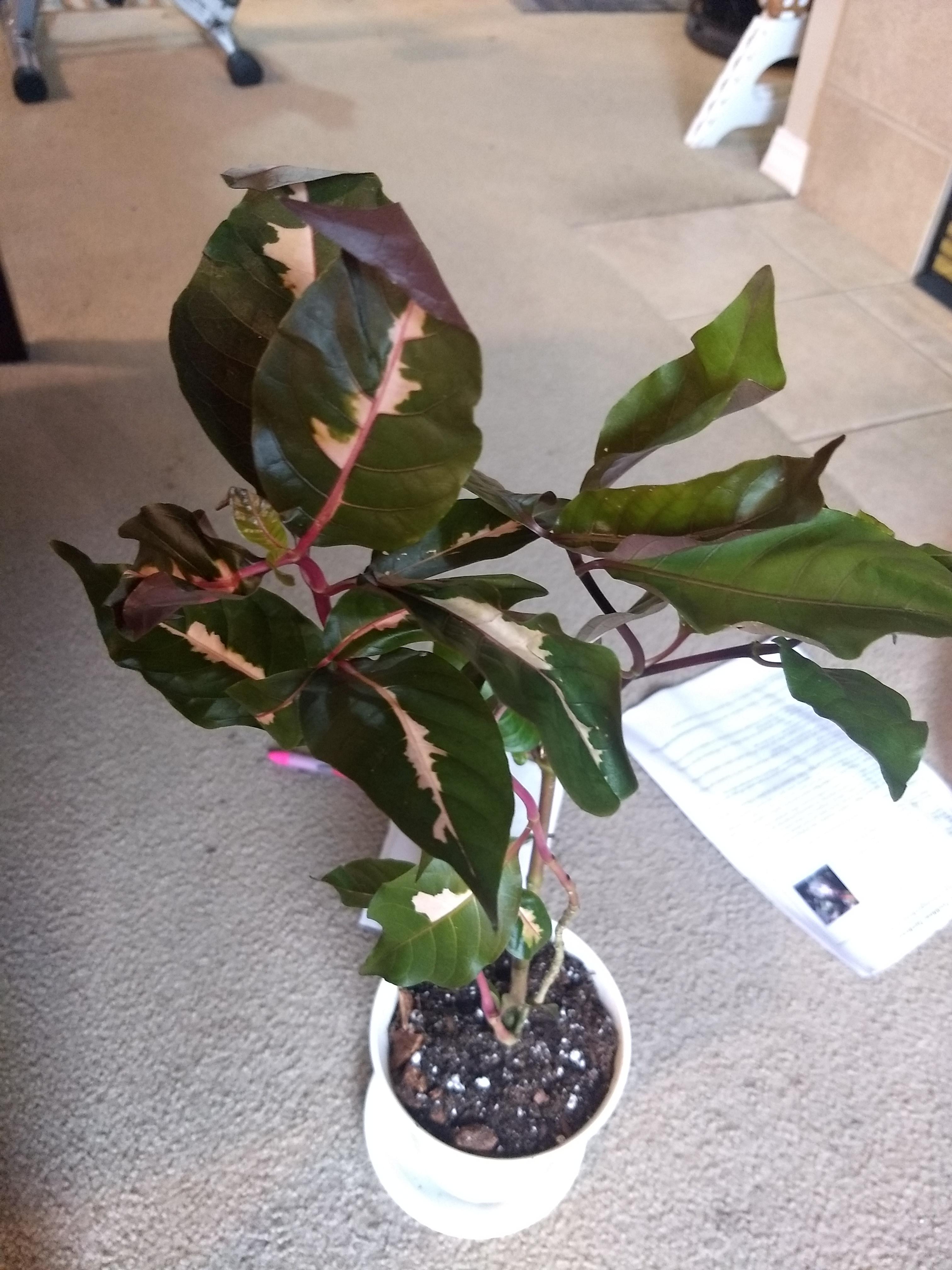 Chocolate Jamaican Croton r/RareHouseplants