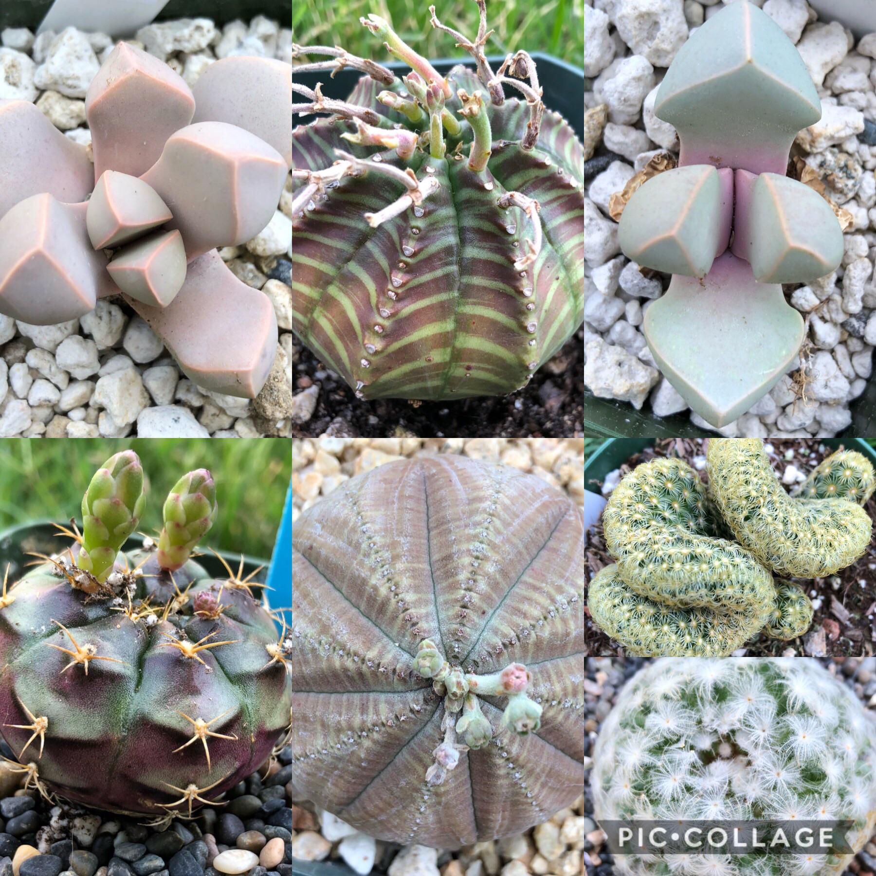 Tis the season for cactus/succulent shows! r/succulents
