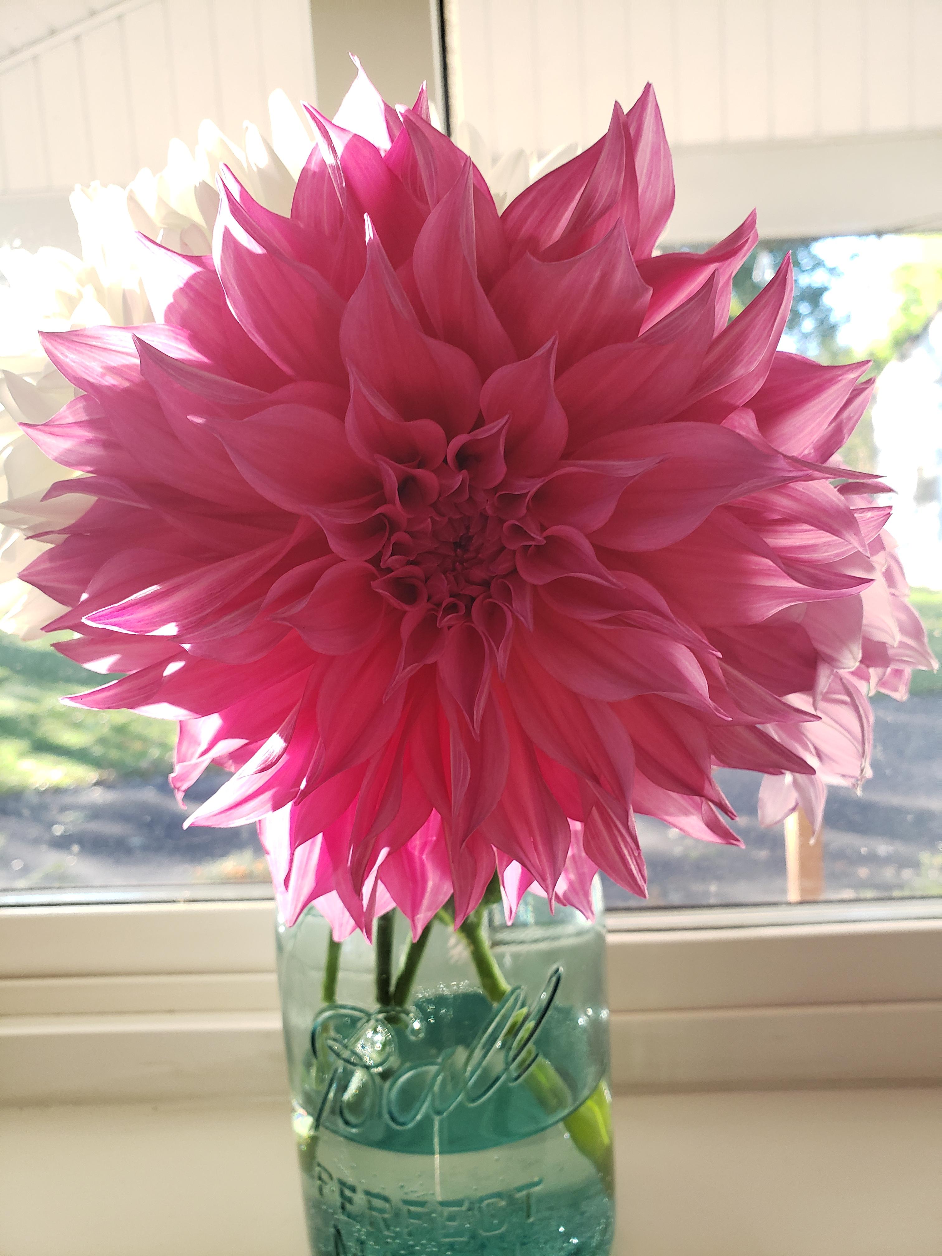 The most beautiful flower I've ever seen 😍 r/ConsulttheTarot