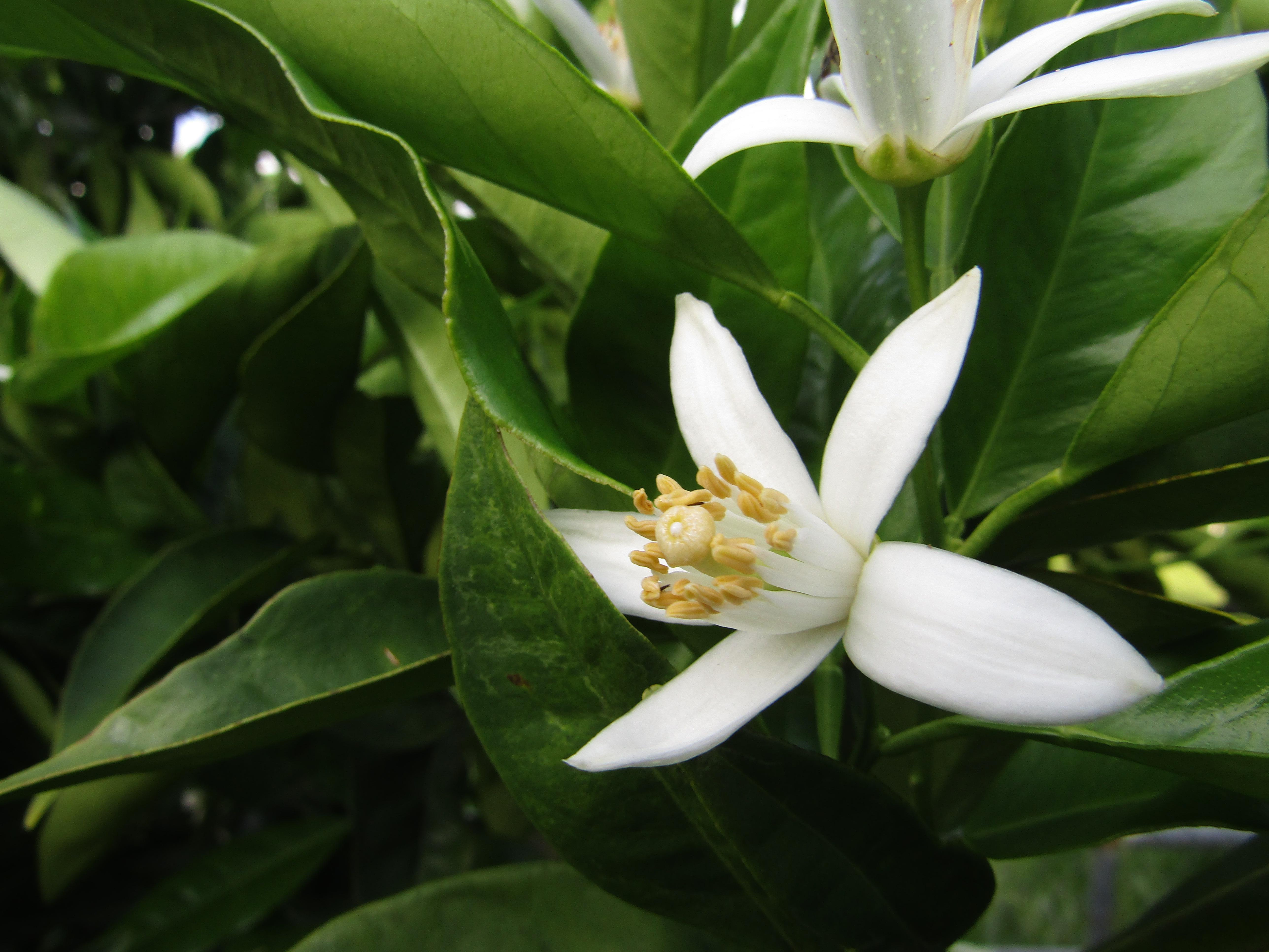 An orange blossom in northern California. pics