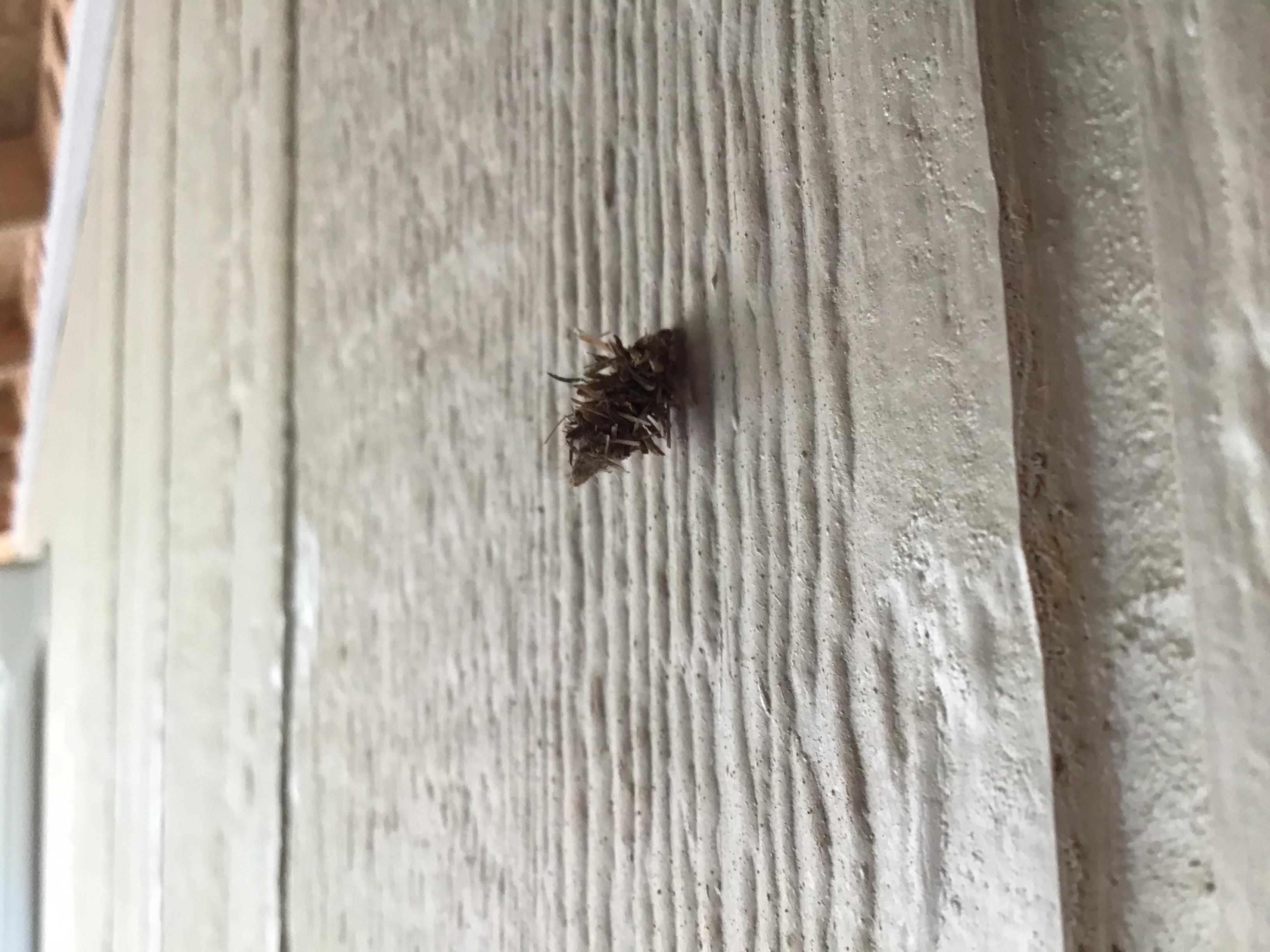 Found this crawling up the wall when doing construction, what is it