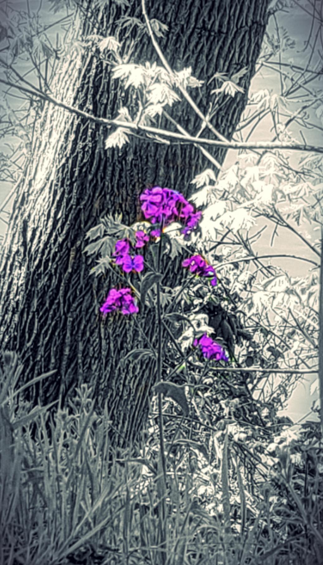 Flowers in a depression r/pics