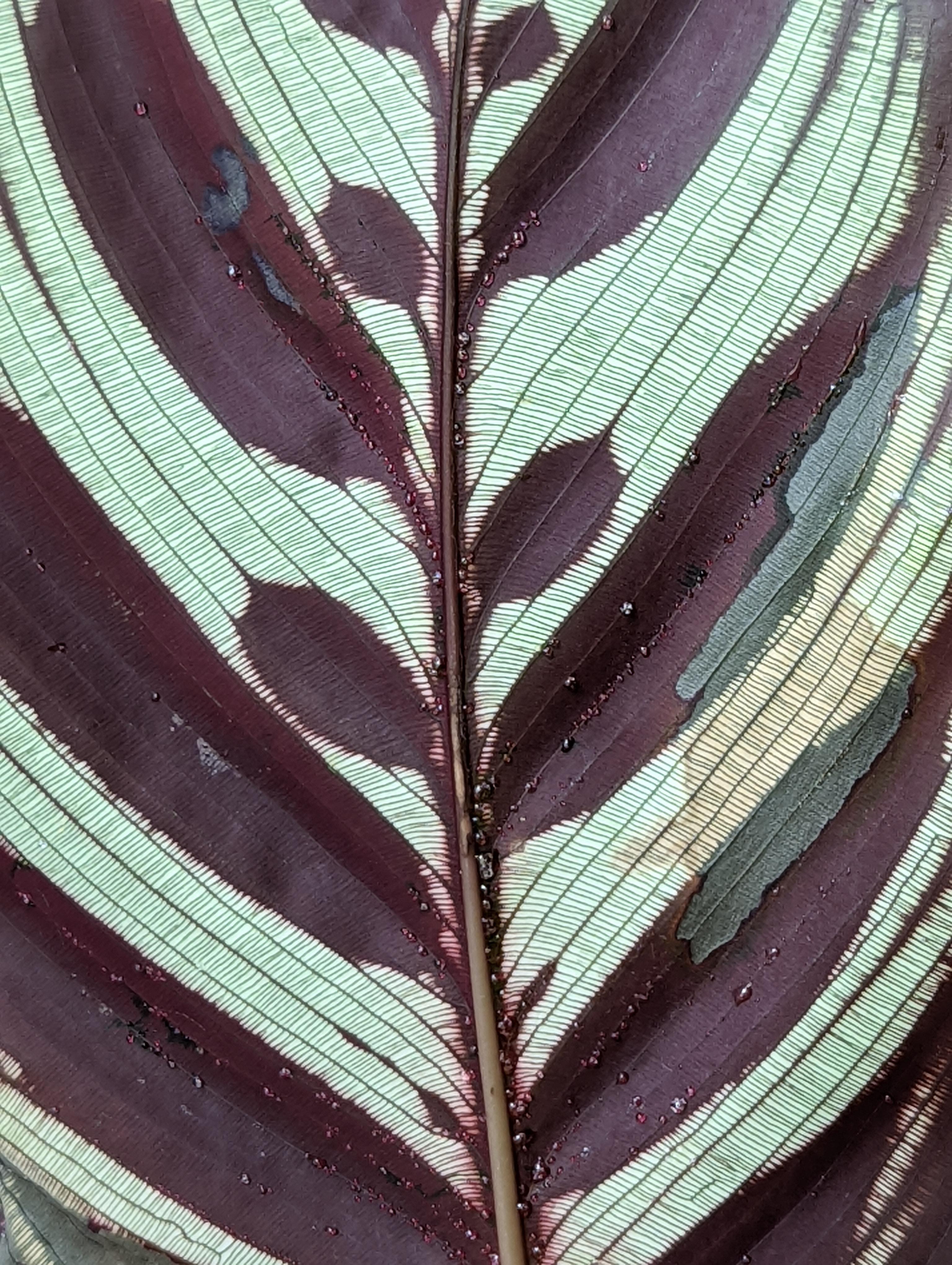 what is this clear sticky fluid coming from my prayer plant leaf veins