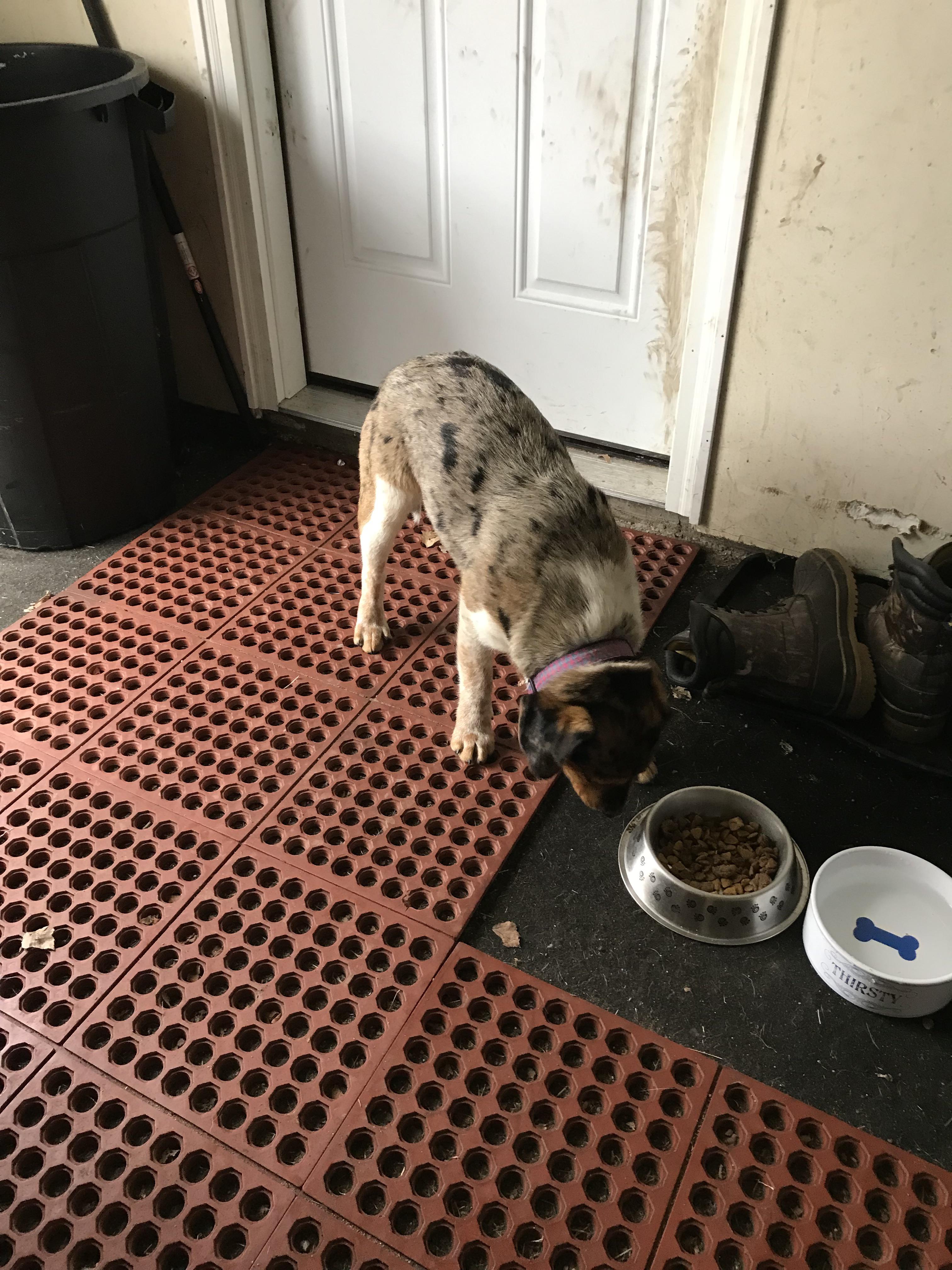Dog Found in Hastings r/grandrapids