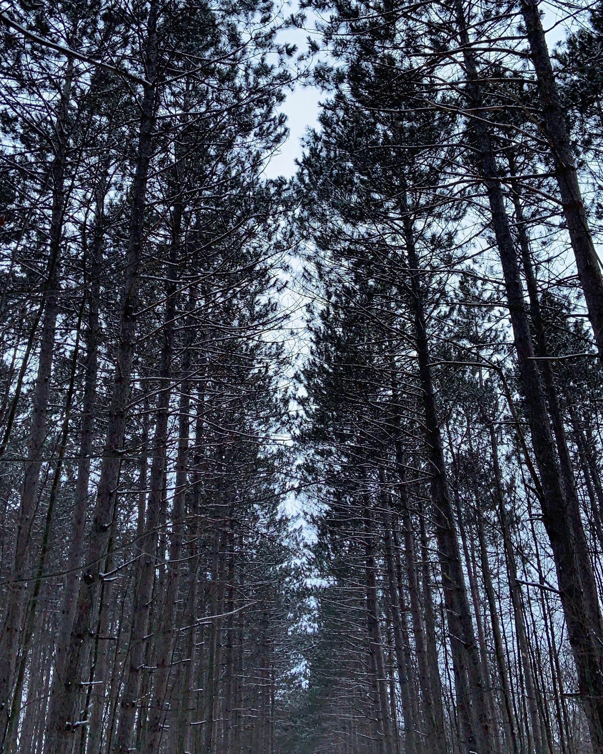 Pine Grove Forest Trail, a majestic spot in Ottawa lined with beautiful