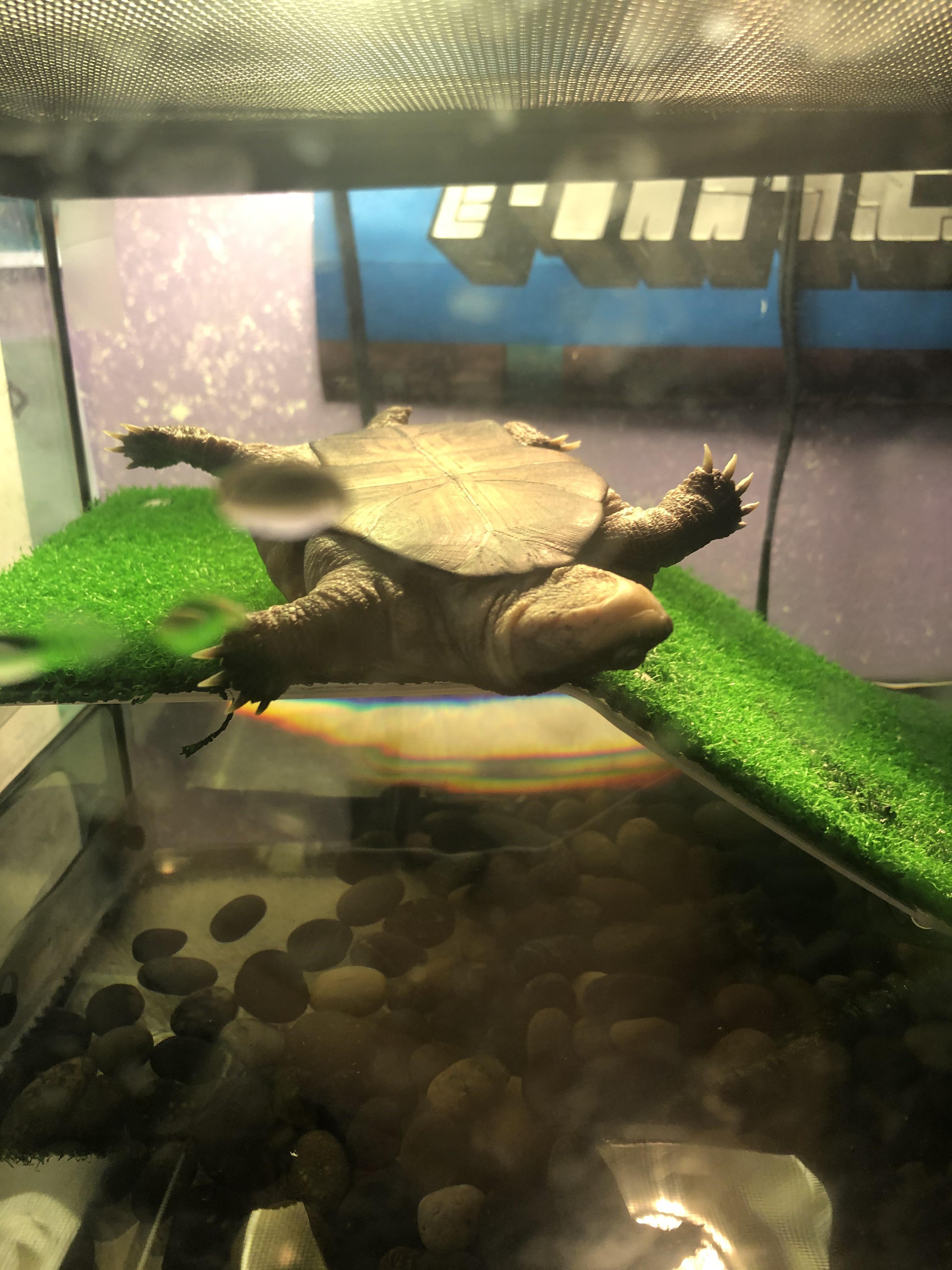 I found my turtle on his back like this; did he just get stuck or was