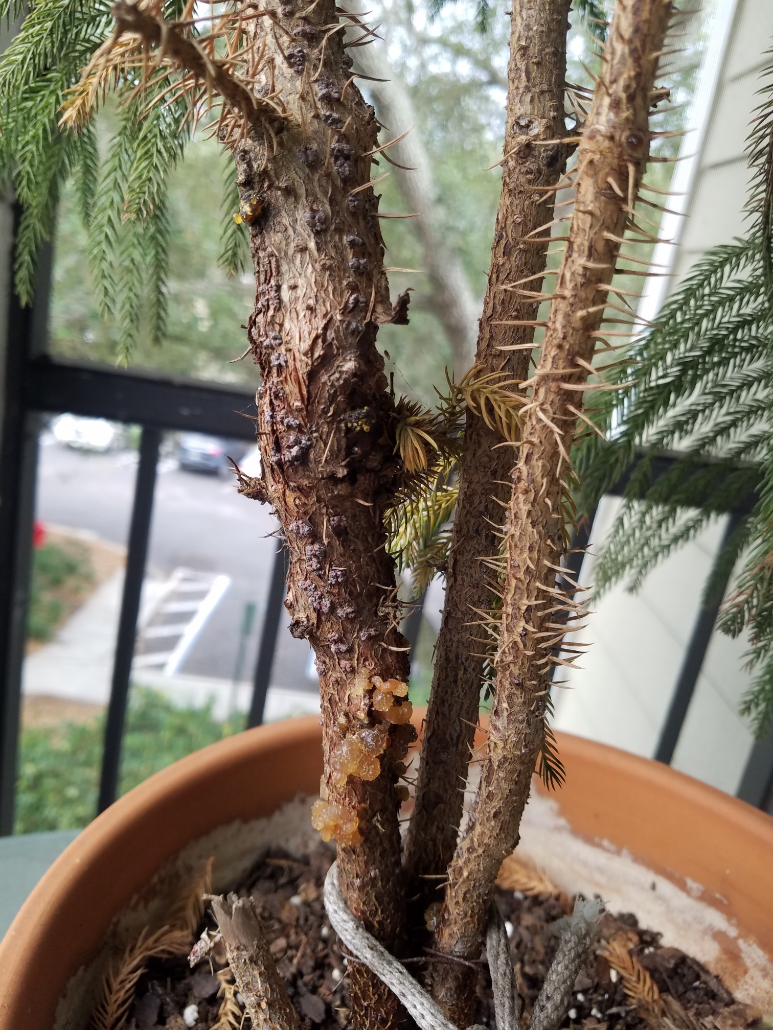 Stem problem with Norfolk pine r/plants