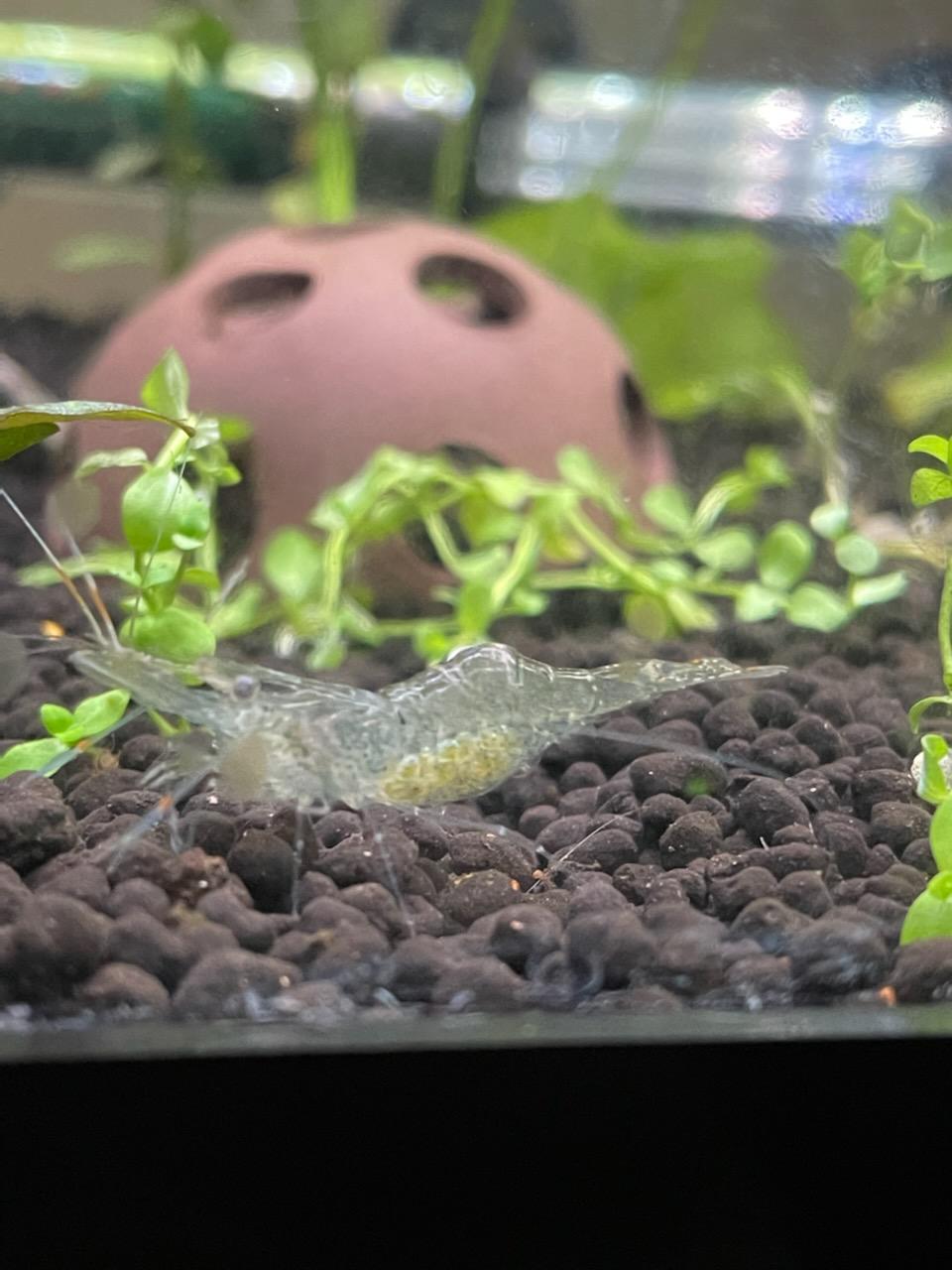 Shrimp babies r/PlantedTank