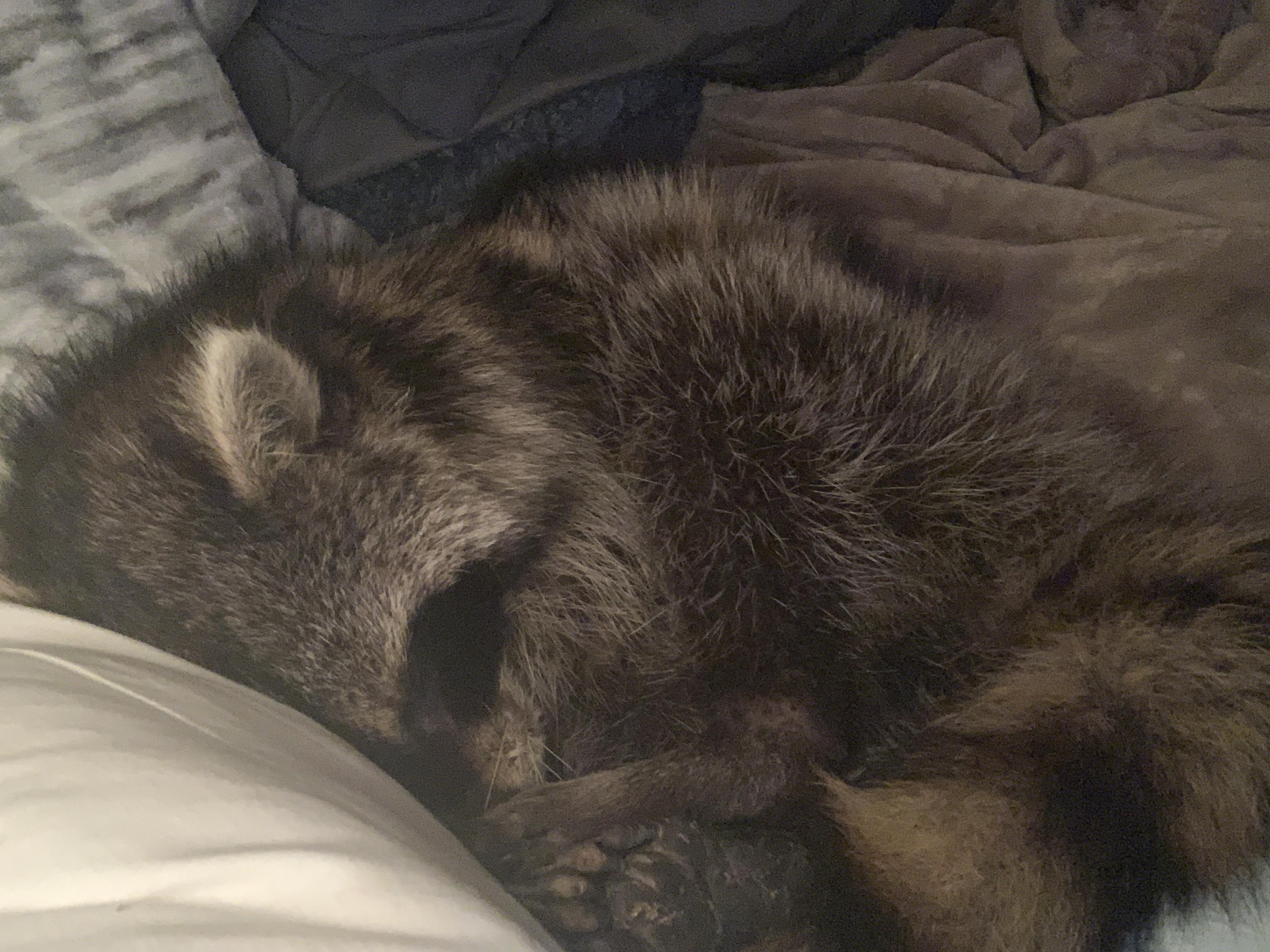 When you wake up to your coonie cuddling with you💜💜 r/Raccoons