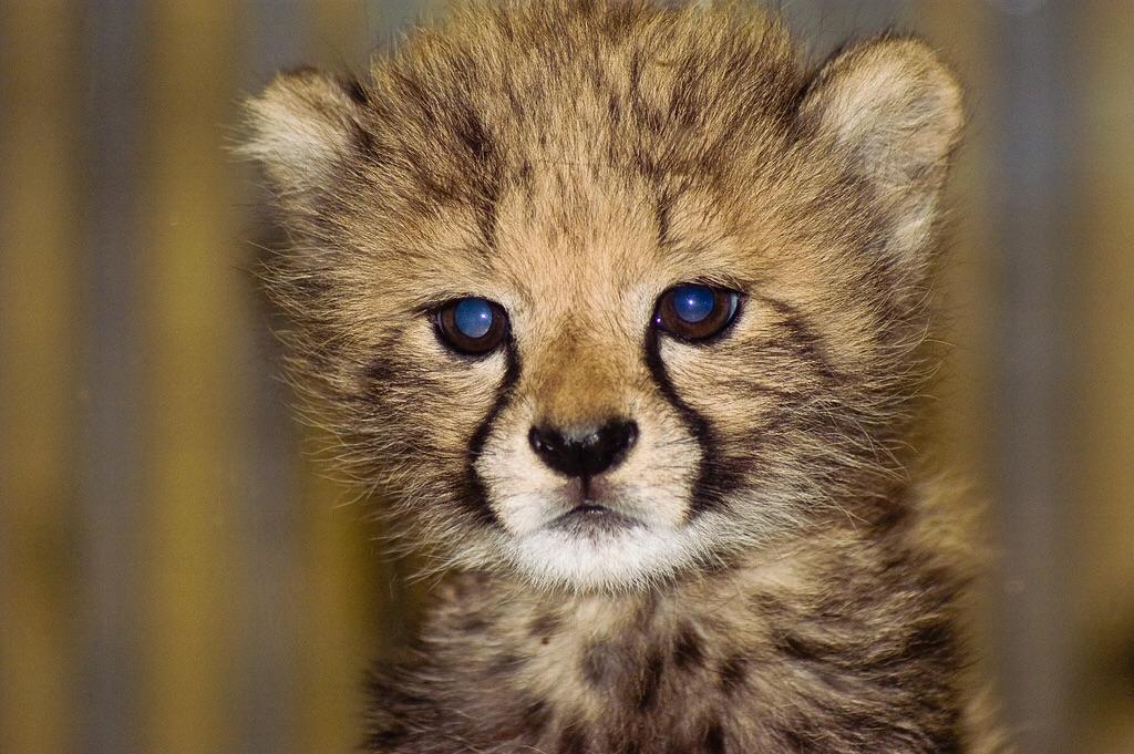 A baby cheetah, the cutest animal alive r/aww
