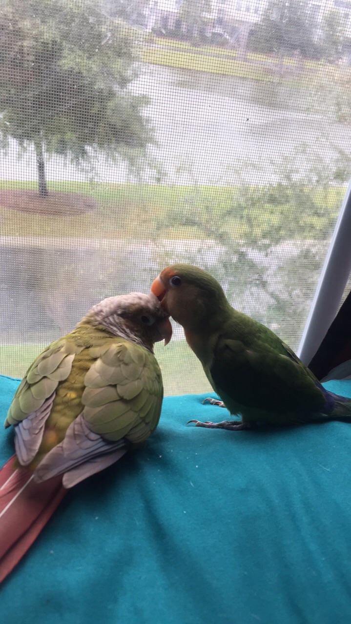 Thought I’d introduce you guys to my lovebird (Griffin) and my GCC