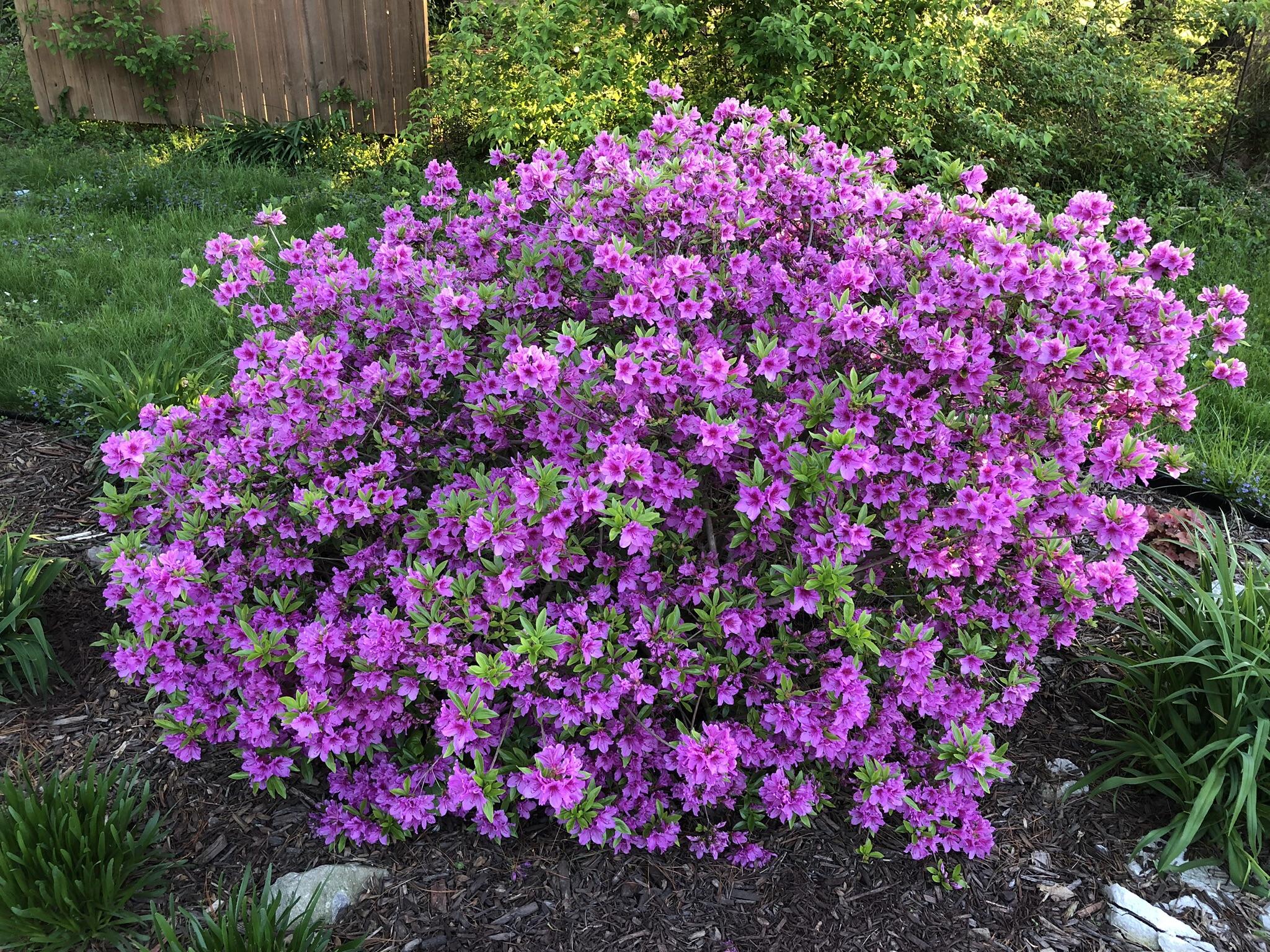 The Pink azalea in our perennial garden is always the first to greet spring... r/gardening
