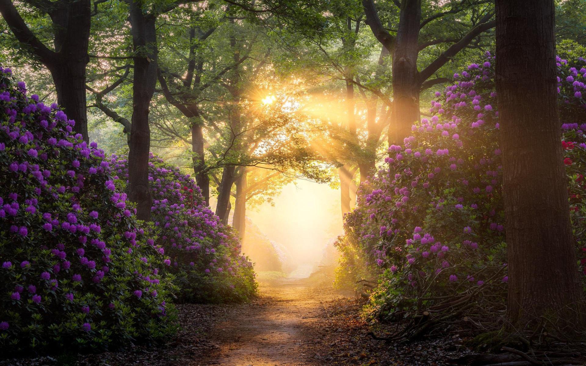 Magical rhododendron path in a forest in the Netherlands