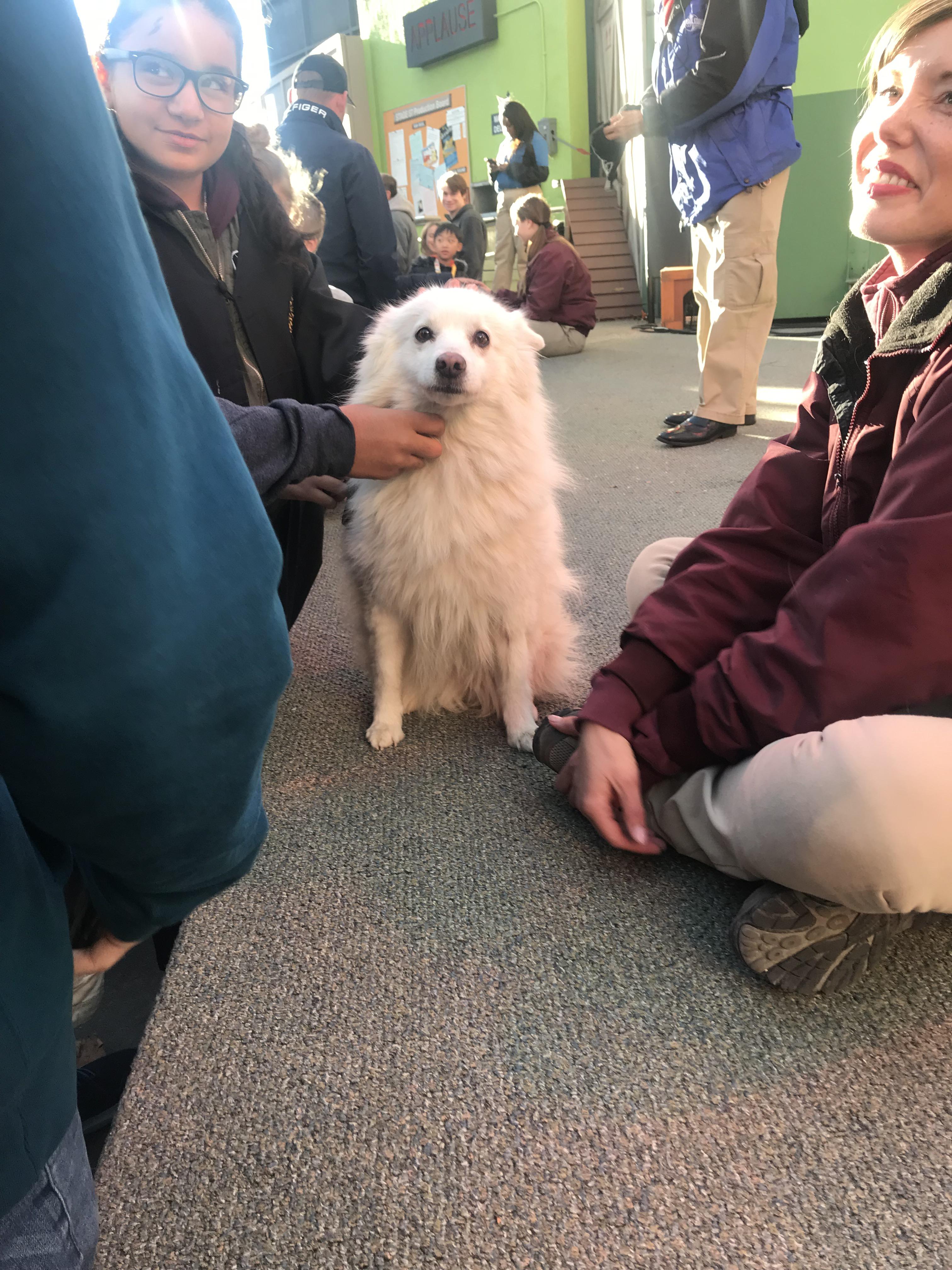 I met the dog from the Proposal today! dogswithjobs