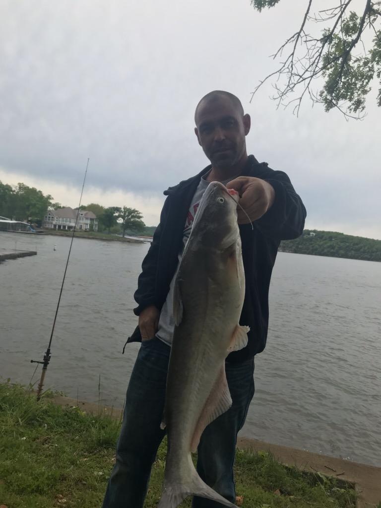 Lake of the Ozarks, bluegill head... r/catfishing